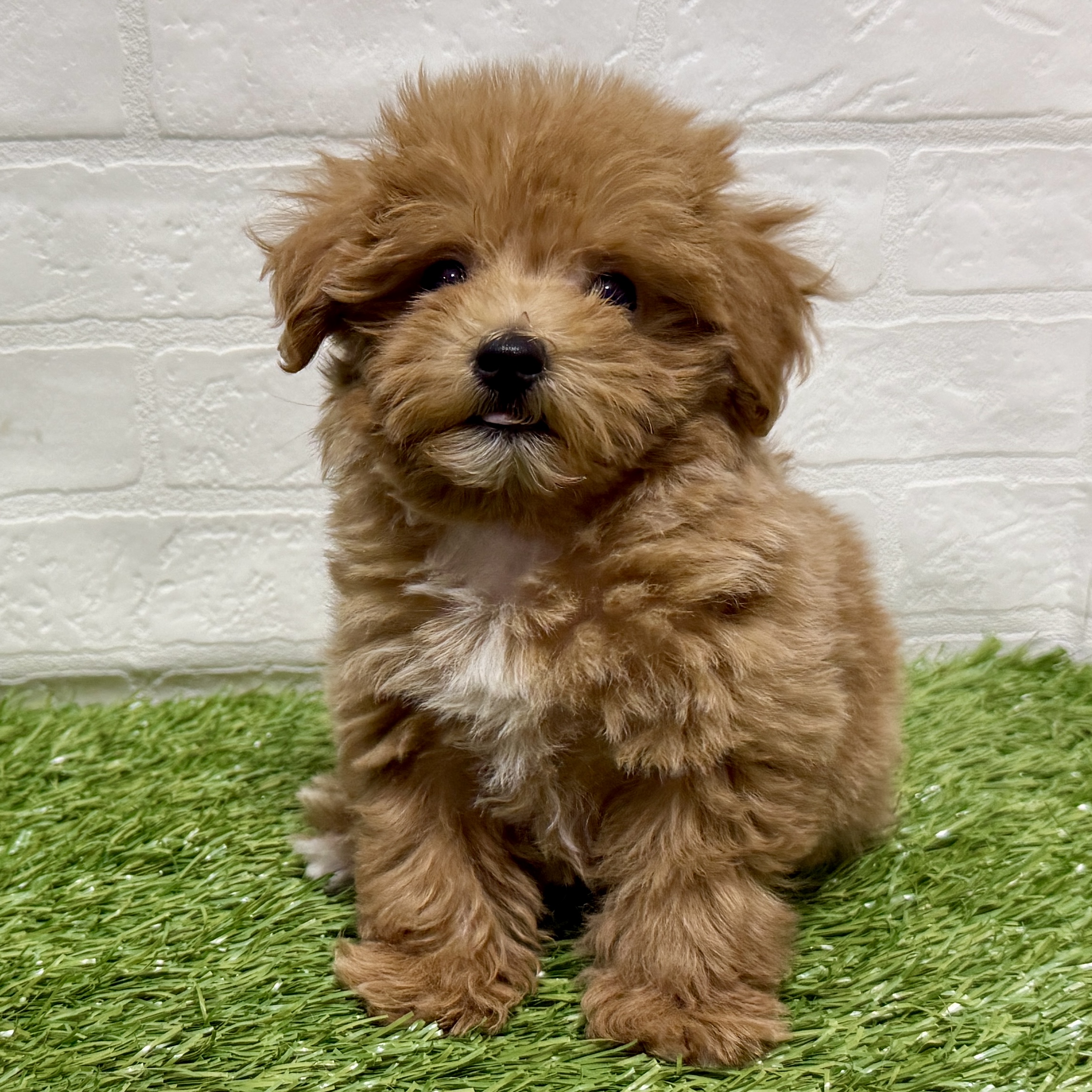 兵庫県のマルプー(マルチーズ×プードル) (ワンニャンハウス神戸北町店/2025年10月5日生まれ/女の子/アプリコット)の子犬の1枚目の画像