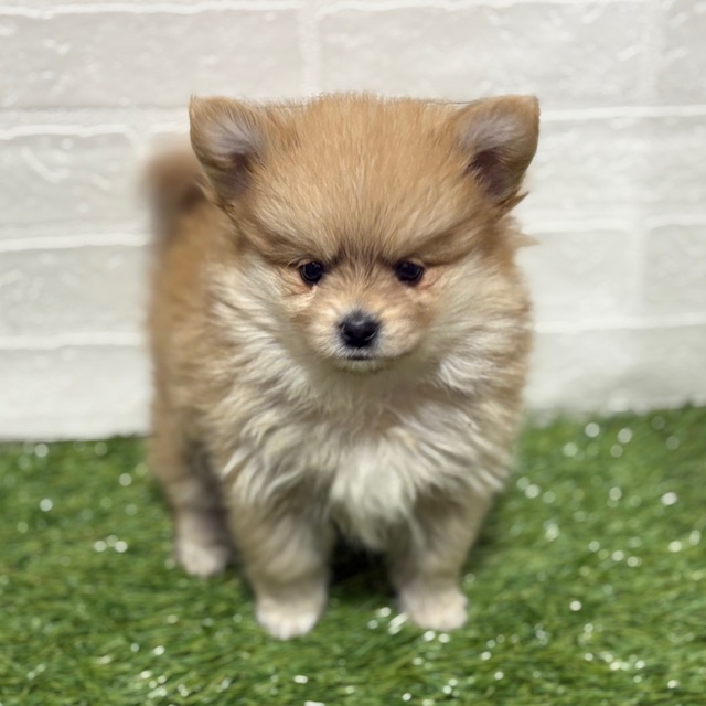 兵庫県のポメヨン/パピポメ/ポメパピ(ポメラニアン×パピヨン) (ワンニャンハウス神戸北町店/2025年10月13日生まれ/女の子/オレンジ)の子犬の1枚目の画像