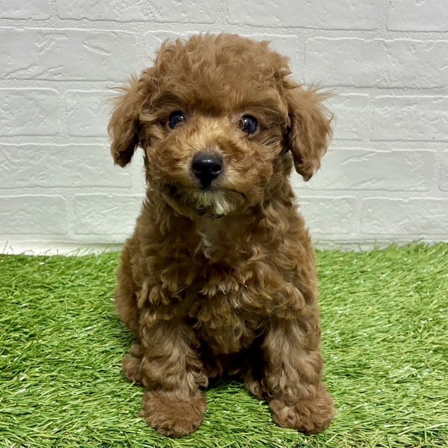 兵庫県のトイプードル(トイ) (ワンニャンハウス神戸北町店/2025年11月22日生まれ/女の子/レッド)の子犬の1枚目の画像