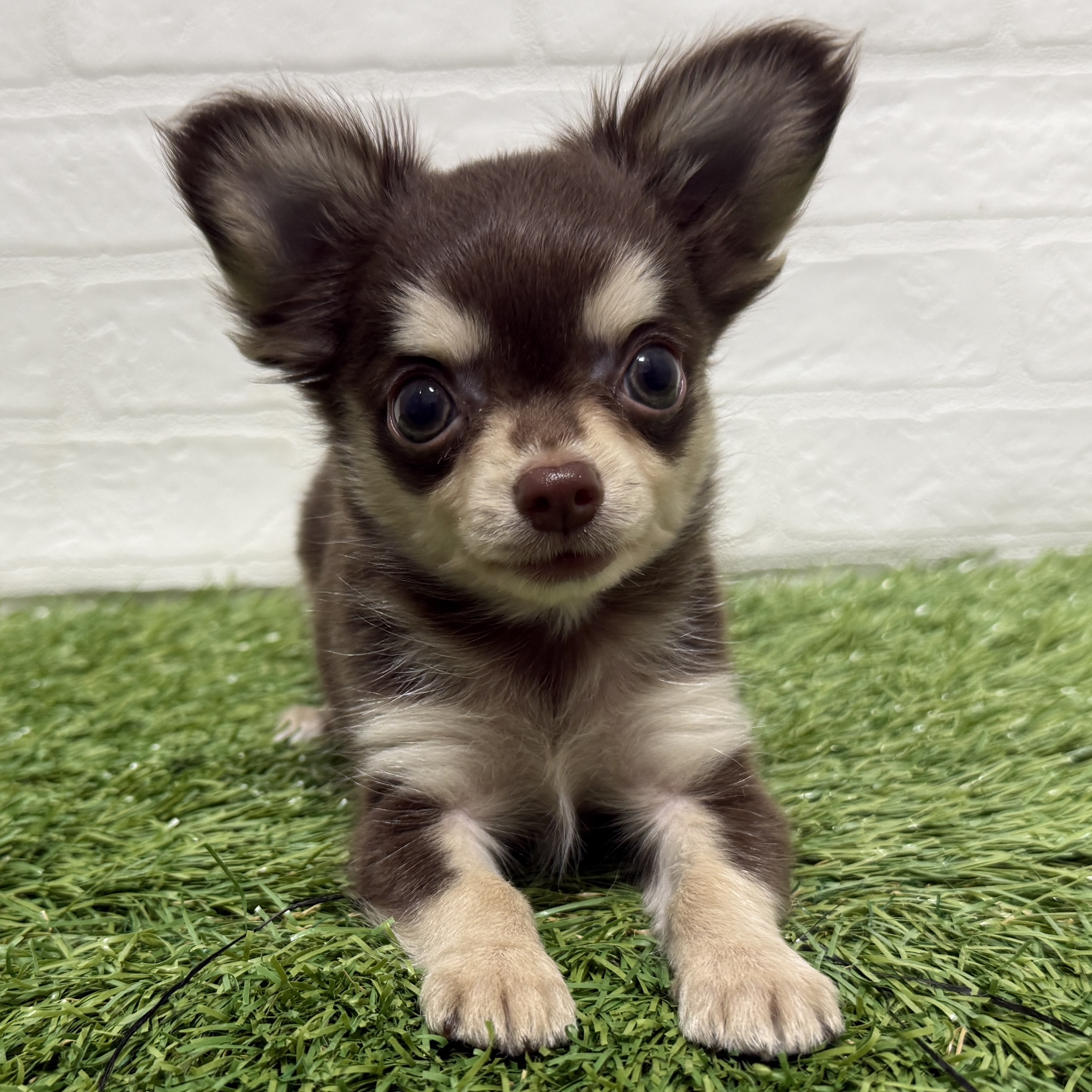 兵庫県のチワワ(ロング) (ワンニャンハウス神戸北町店/2025年11月3日生まれ/男の子/チョコレートクリーム)の子犬の3枚目の画像