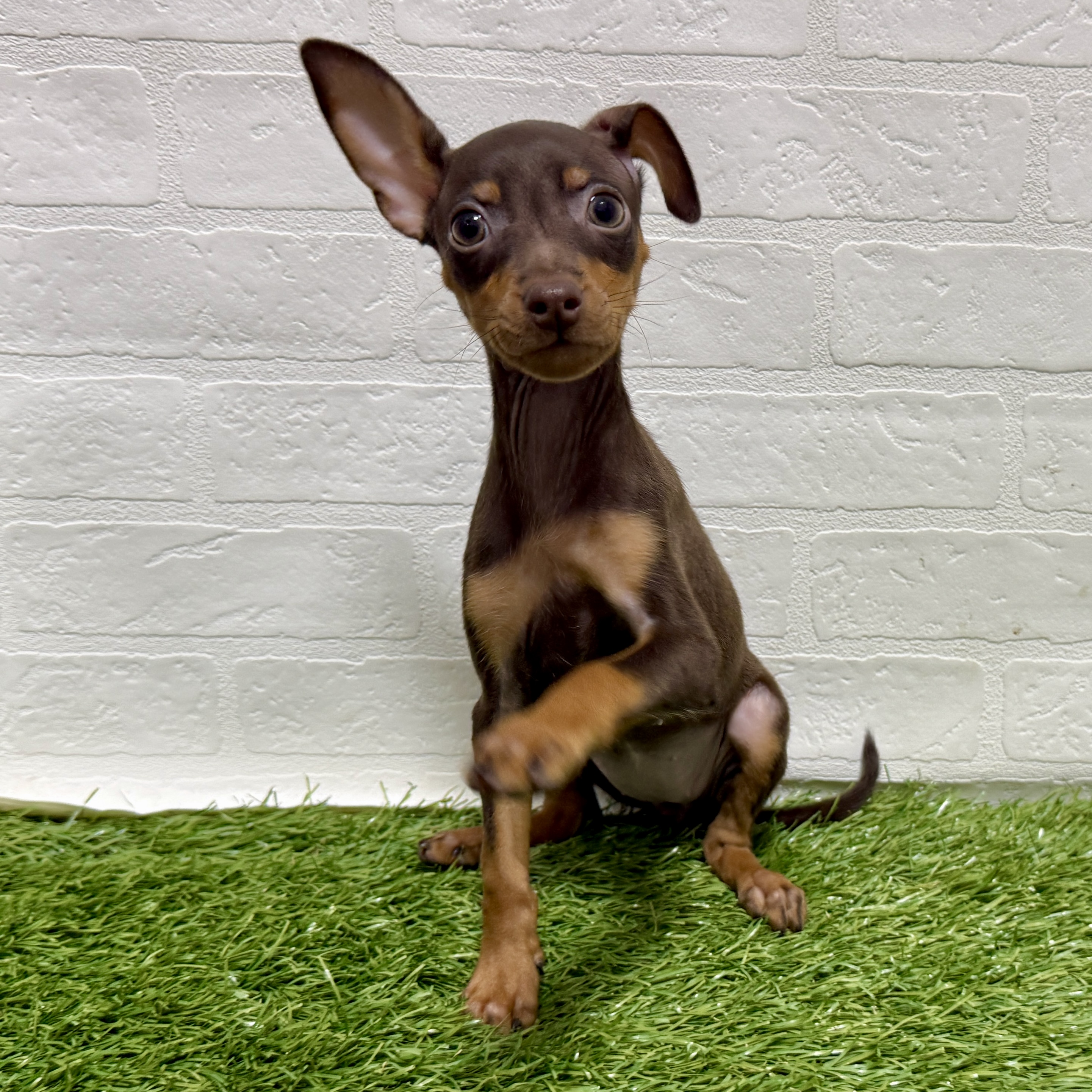 兵庫県のミニチュアピンシャー (ワンニャンハウス神戸北町店/2025年9月6日生まれ/女の子/チョコレートタン)の子犬の1枚目の画像
