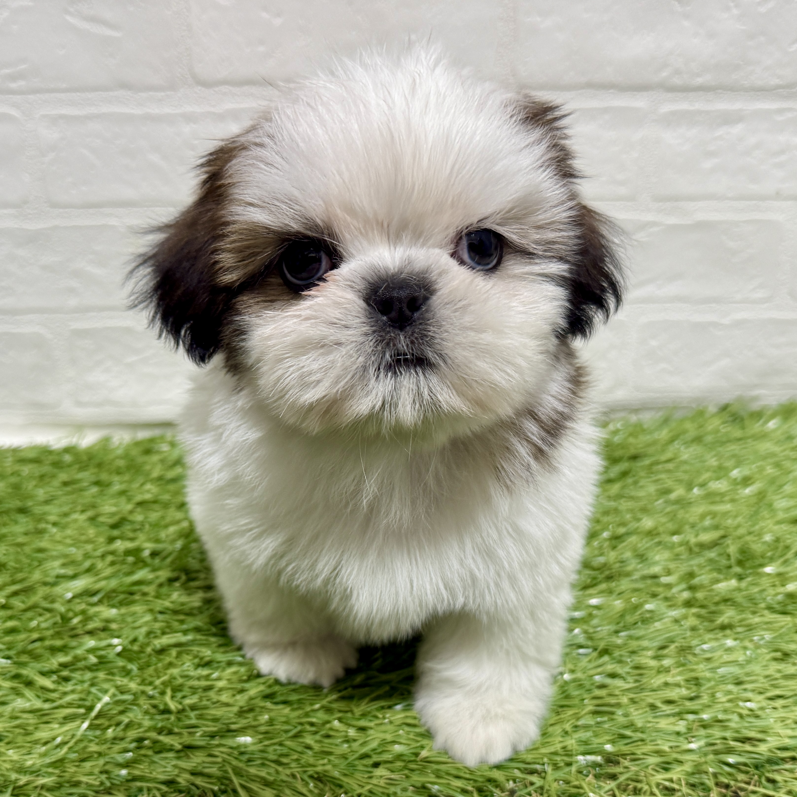 兵庫県のシーズー (ワンニャンハウス神戸北町店/2025年11月10日生まれ/女の子/ホワイトゴールド)の子犬の1枚目の画像