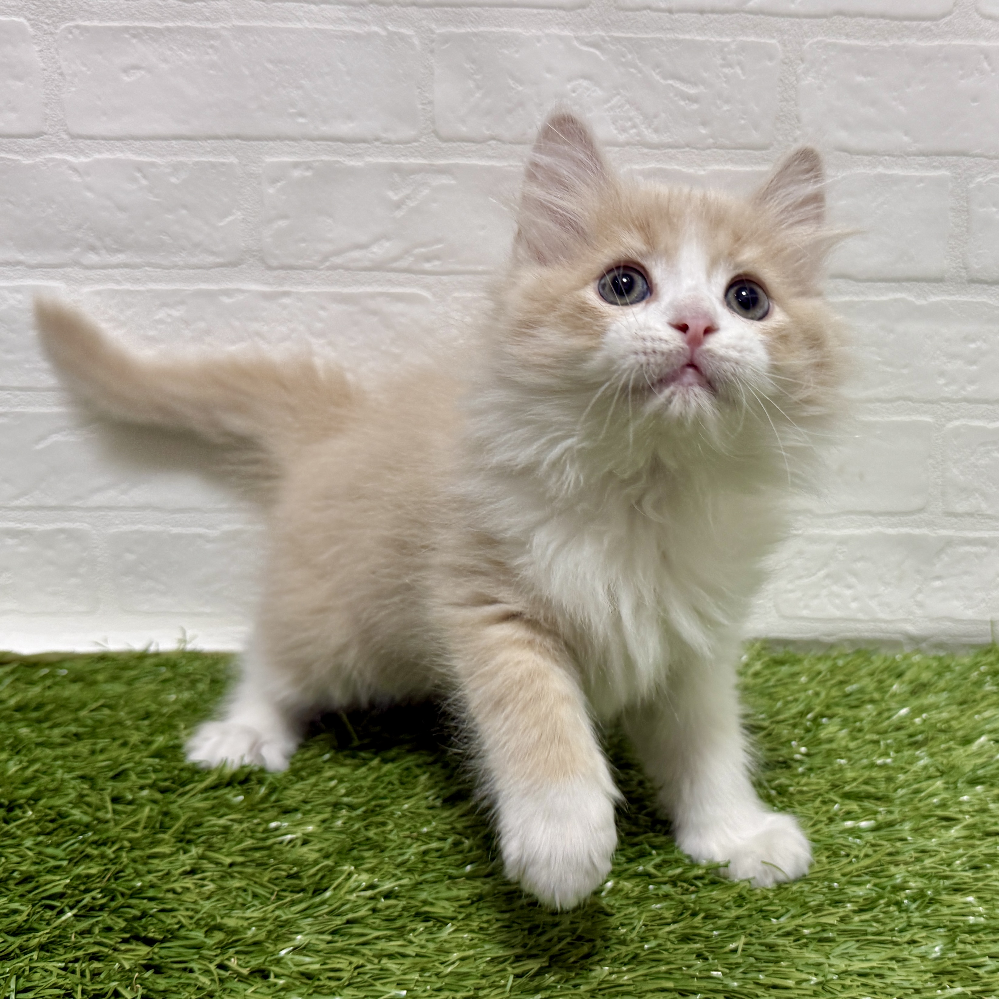 兵庫県のサイベリアン (ワンニャンハウス神戸北町店/2025年9月17日生まれ/男の子/クリームタビーホワイト)の子猫の3枚目の画像