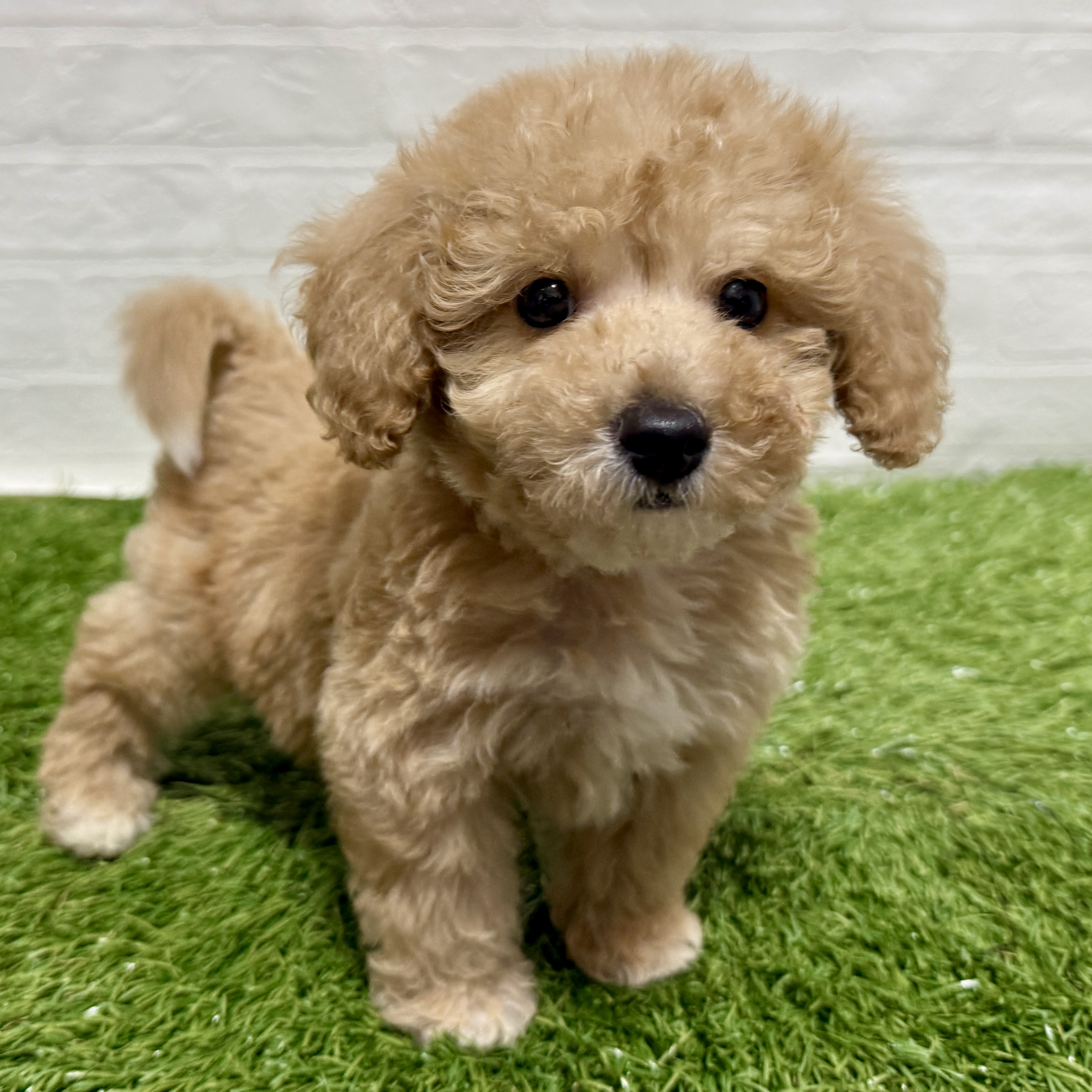 兵庫県のビションプー(ビションフリーゼ×プードル) (ワンニャンハウス神戸北町店/2025年9月14日生まれ/男の子/アプリコット)の子犬の2枚目の画像