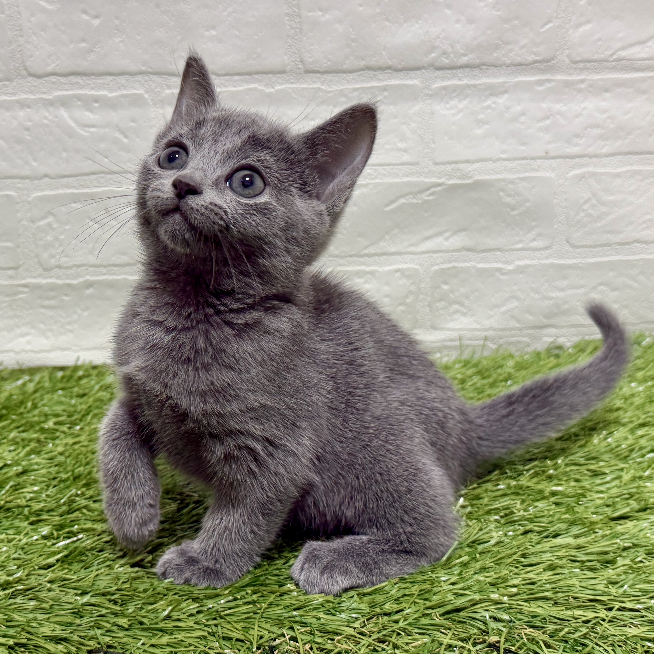 兵庫県のロシアンブルー (ワンニャンハウス神戸北町店/2025年9月12日生まれ/女の子/ブルー)の子猫の3枚目の画像