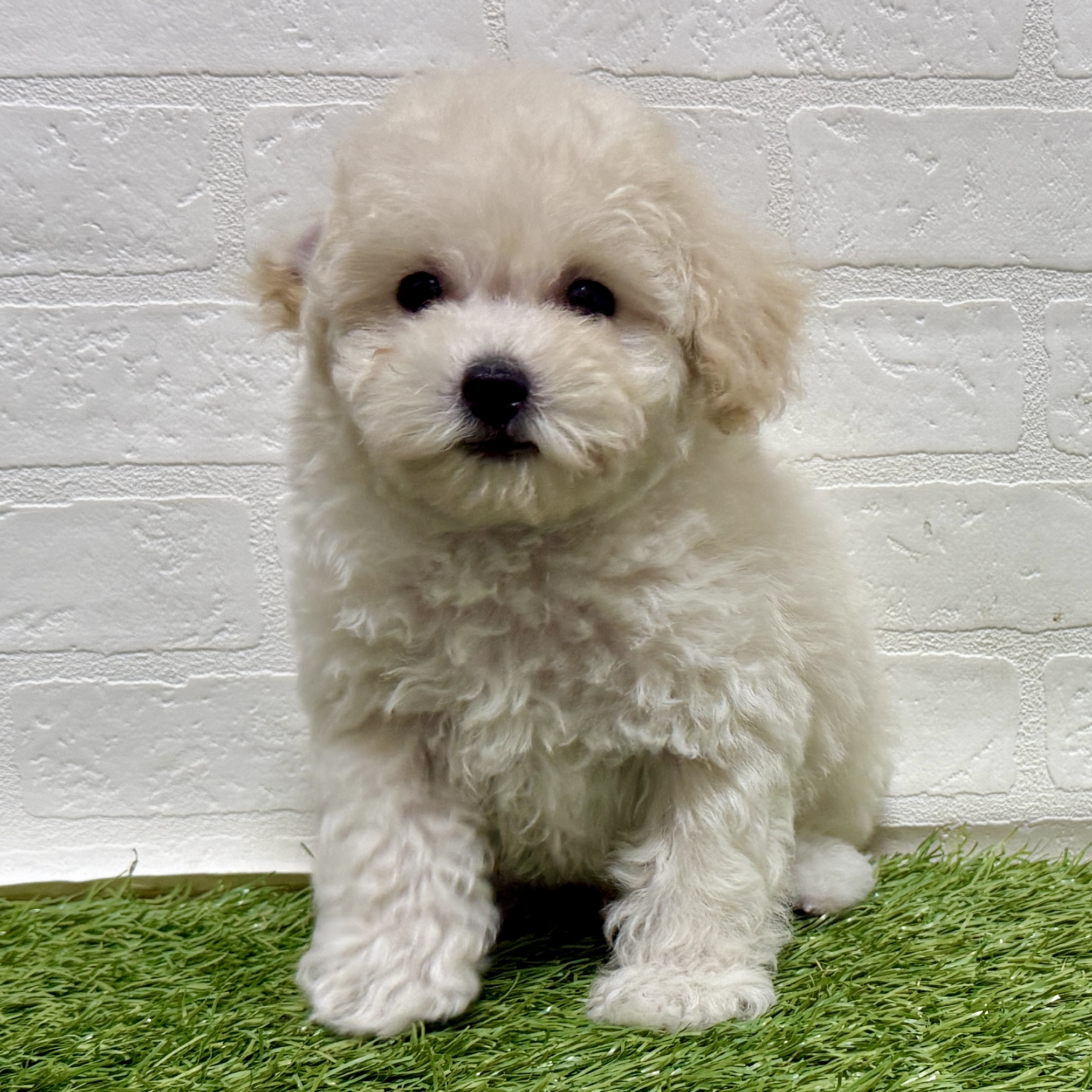 兵庫県のビションプー(ビションフリーゼ×プードル) (ワンニャンハウス神戸北町店/2025年11月8日生まれ/男の子/クリーム)の子犬の1枚目の画像