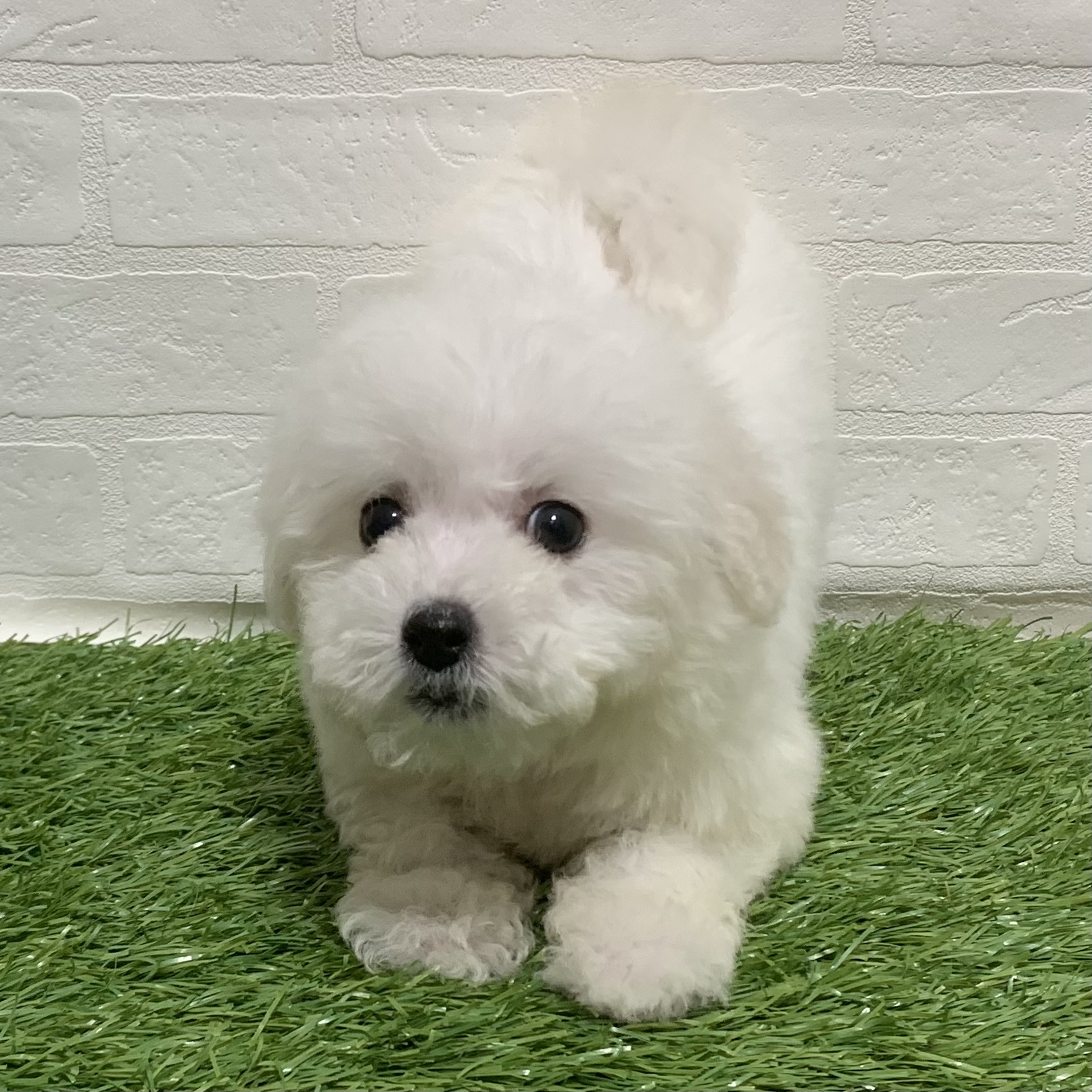 兵庫県のビションフリーゼ (ワンニャンハウス神戸北町店/2025年11月14日生まれ/女の子/ホワイト)の子犬の2枚目の画像