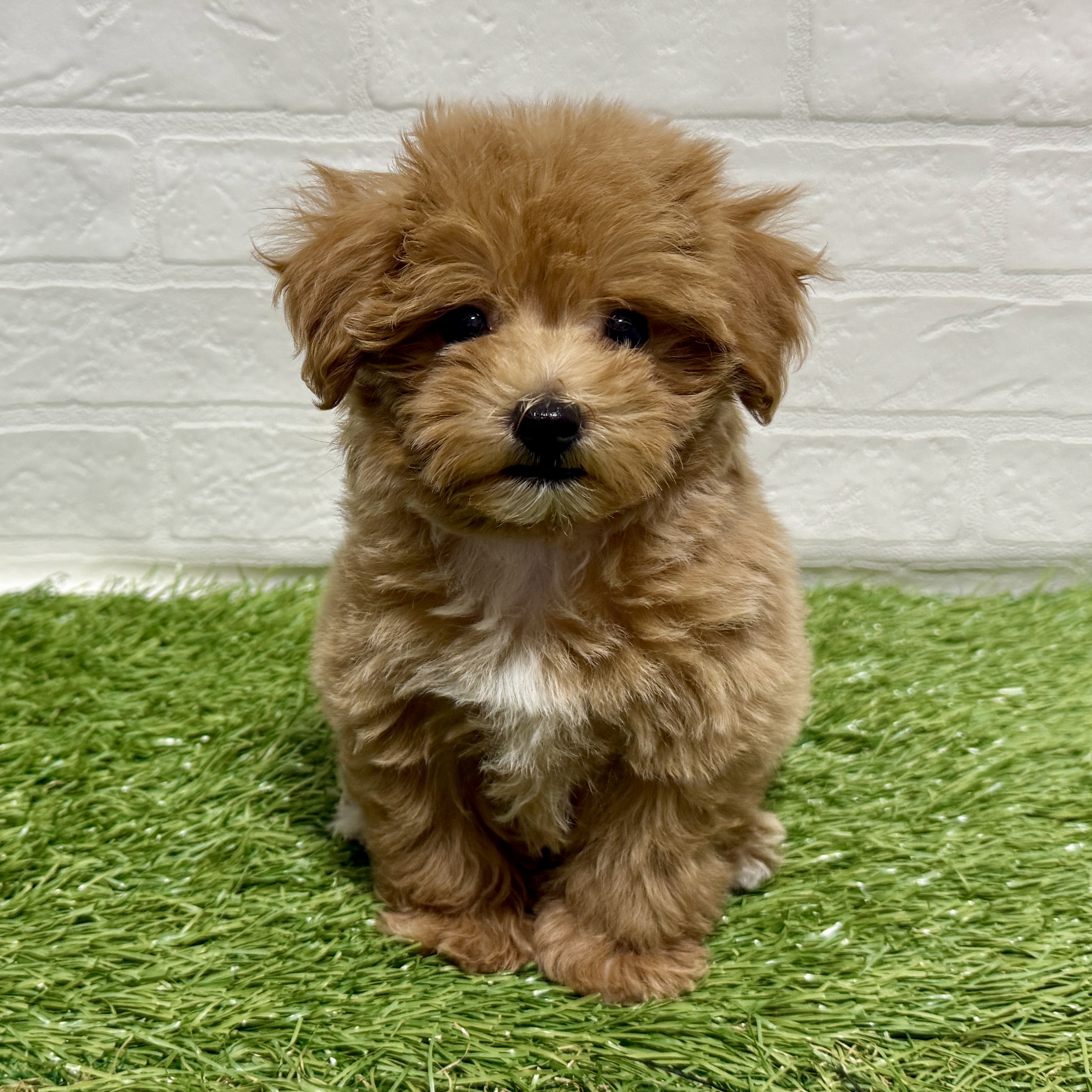 兵庫県のマルプー(マルチーズ×プードル) (ワンニャンハウス神戸北町店/2025年10月5日生まれ/女の子/アプリコット)の子犬の2枚目の画像