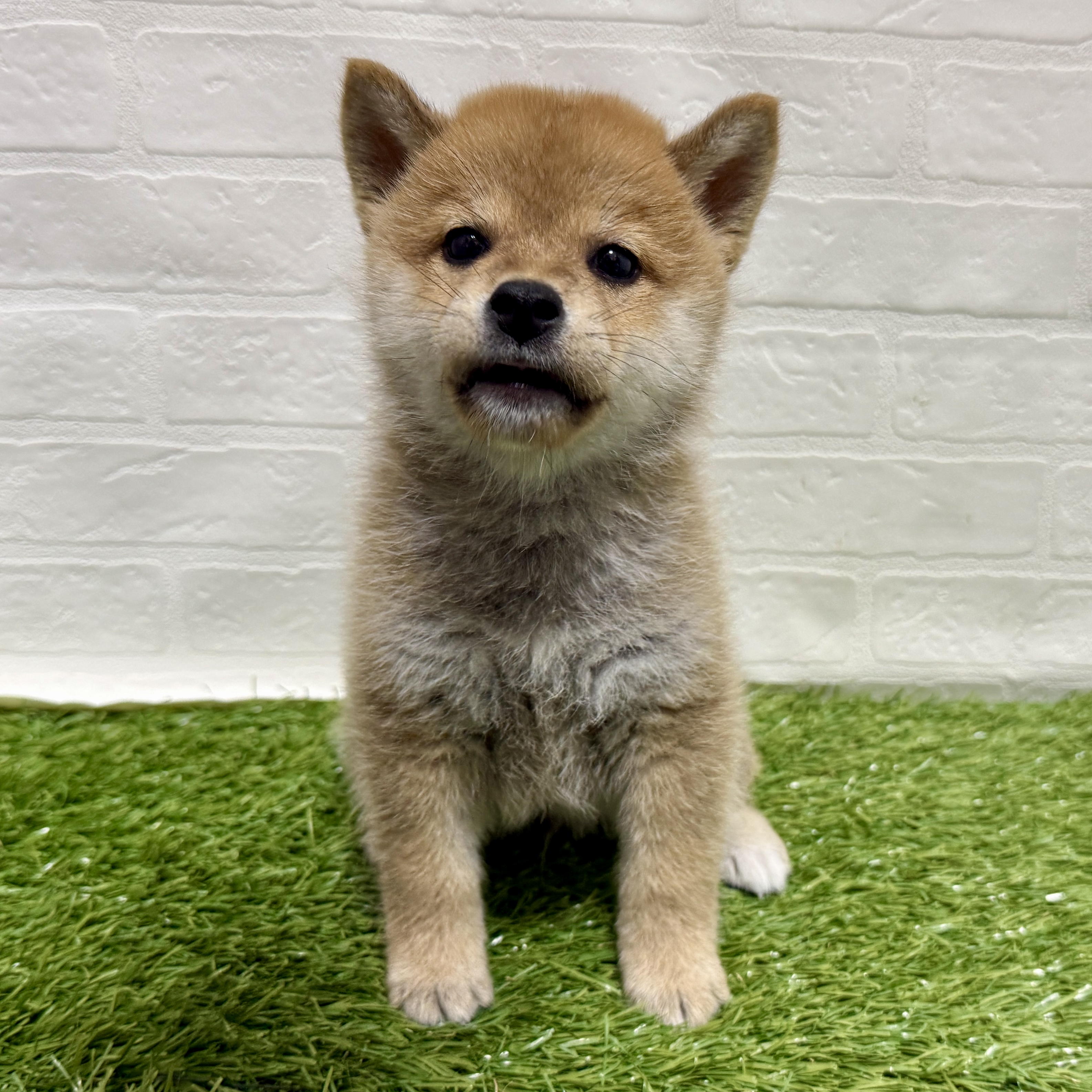 兵庫県の柴犬(標準サイズ) (ワンニャンハウス神戸北町店/2025年8月3日生まれ/男の子/赤)の子犬の2枚目の画像