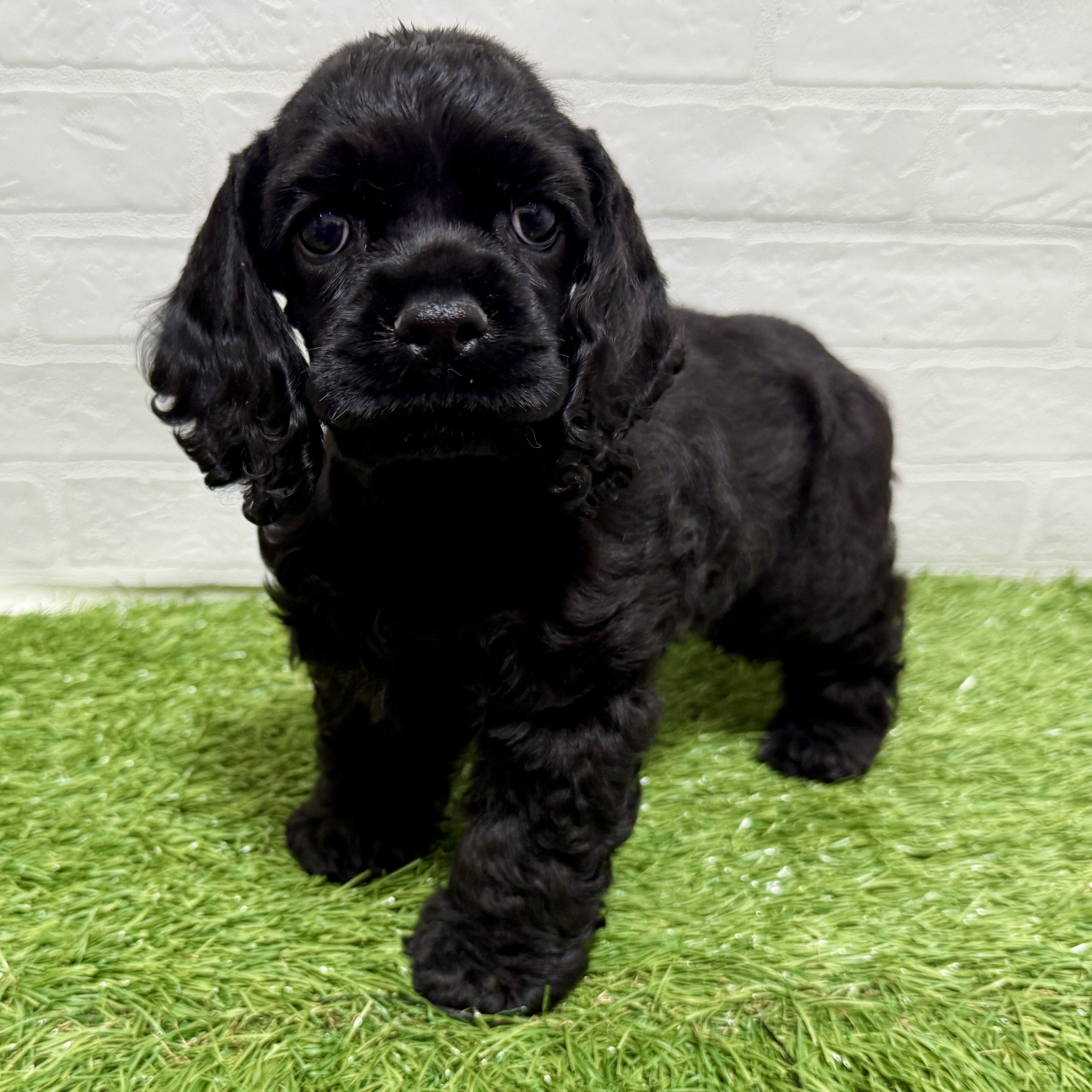 兵庫県のアメリカンコッカースパニエル (ワンニャンハウス神戸北町店/2025年10月8日生まれ/女の子/ブラック)の子犬の1枚目の画像