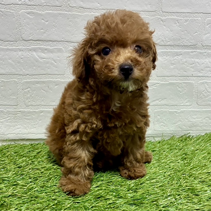 兵庫県のトイプードル(トイ) (ワンニャンハウス神戸北町店/2025年11月22日生まれ/女の子/レッド)の子犬の4枚目の画像