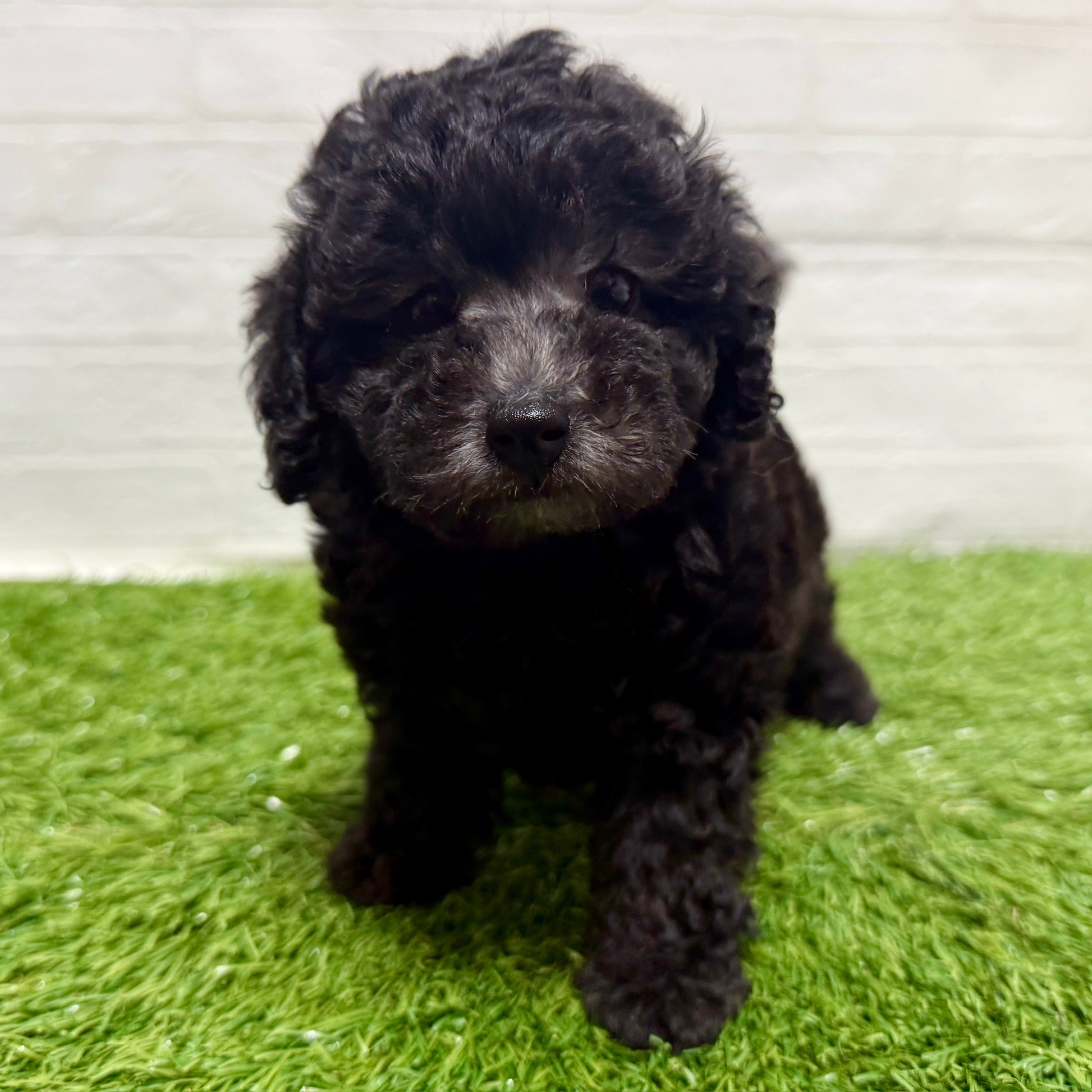 兵庫県のトイプードル(トイ) (ワンニャンハウス神戸北町店/2025年10月20日生まれ/男の子/シルバー)の子犬の3枚目の画像