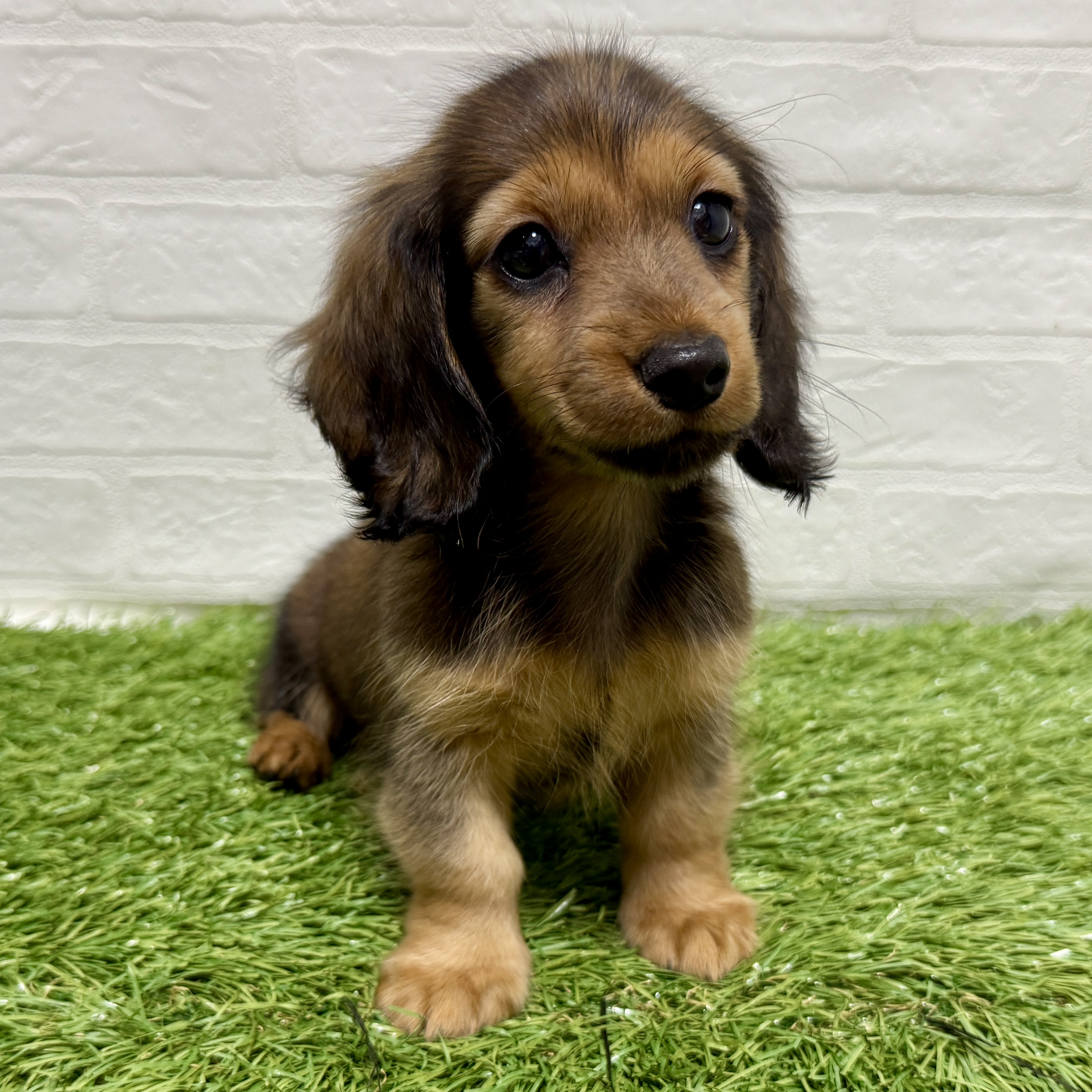 兵庫県のミニチュアダックスフンド(ロング) (ワンニャンハウス神戸北町店/2025年9月4日生まれ/女の子/レッド)の子犬の2枚目の画像