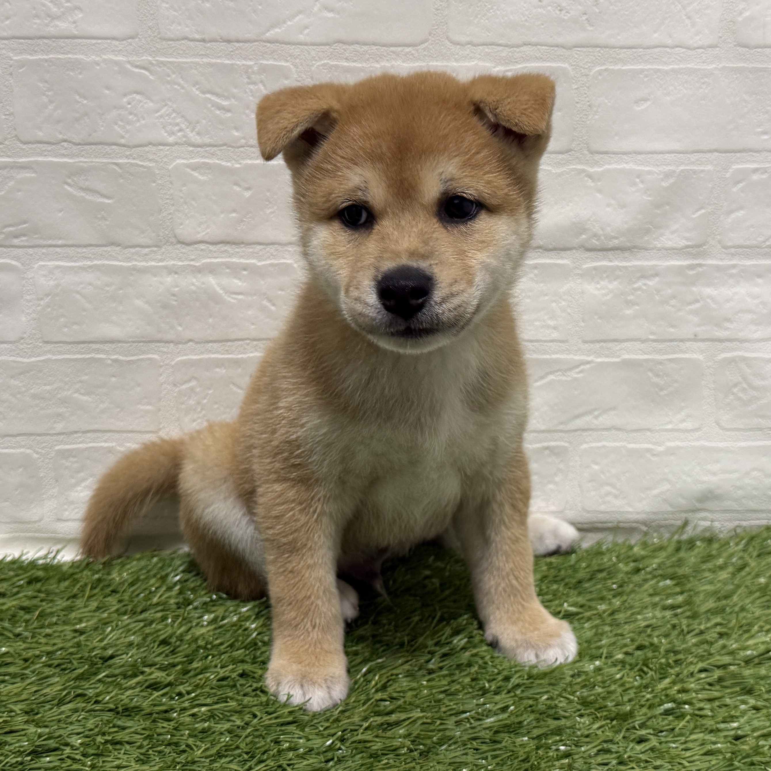 兵庫県の柴犬(標準サイズ) (ワンニャンハウス神戸北町店/2026年4月25日生まれ/男の子/赤)の子犬の2枚目の画像