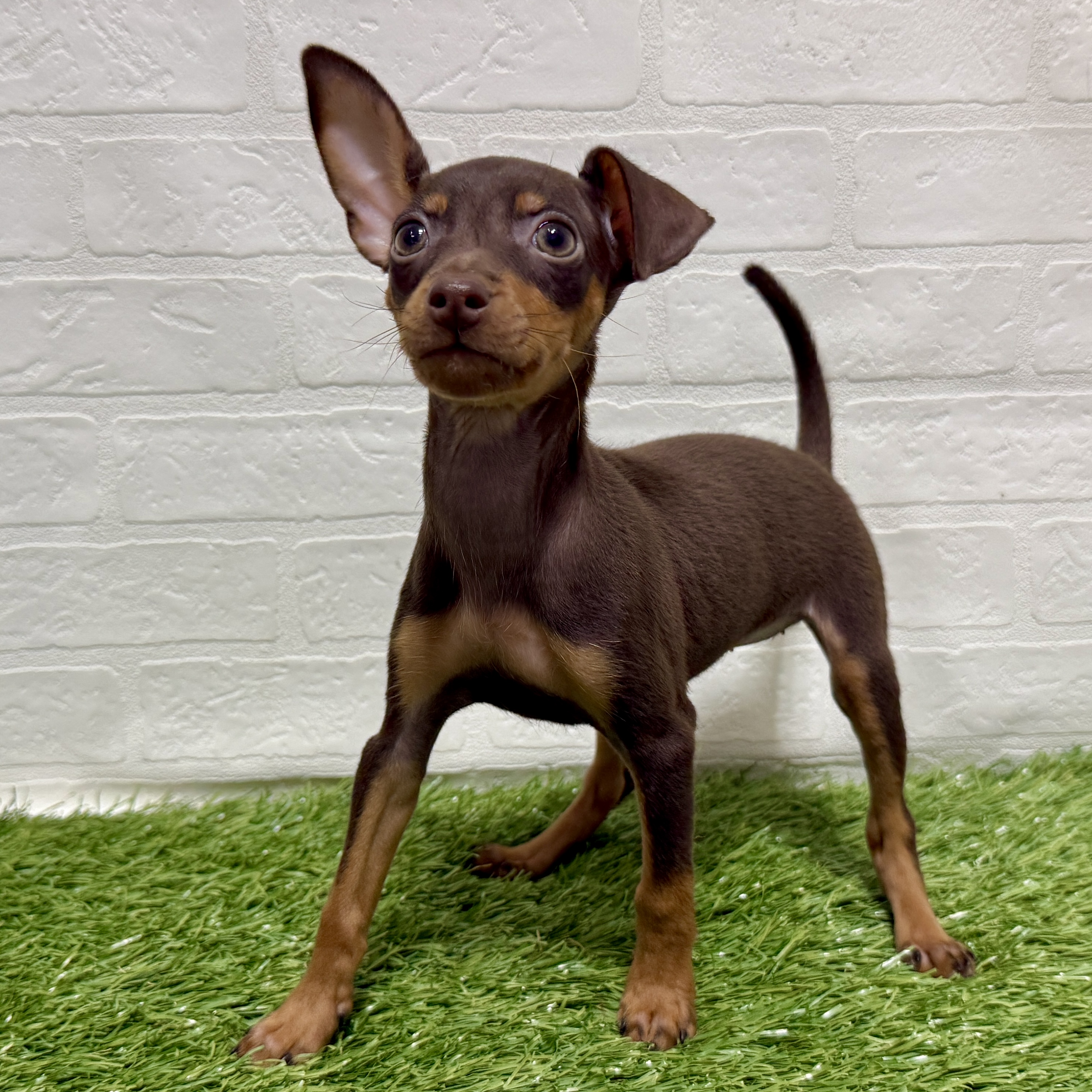 兵庫県のミニチュアピンシャー (ワンニャンハウス神戸北町店/2025年9月6日生まれ/女の子/チョコレートタン)の子犬の2枚目の画像