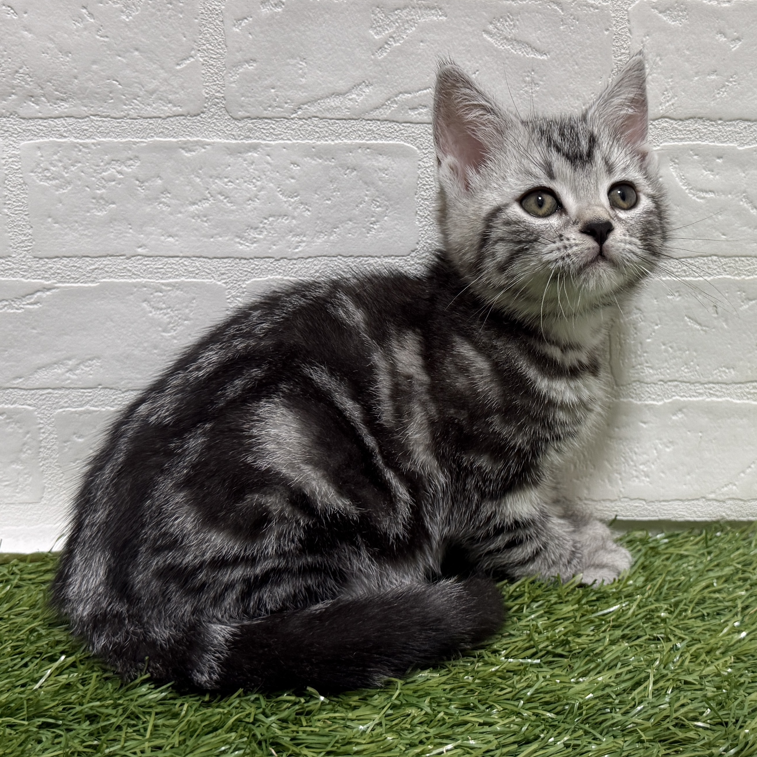 兵庫県のアメリカンショートヘアー (ワンニャンハウス神戸北町店/2026年2月3日生まれ/女の子/シルバータビー)の子猫の4枚目の画像