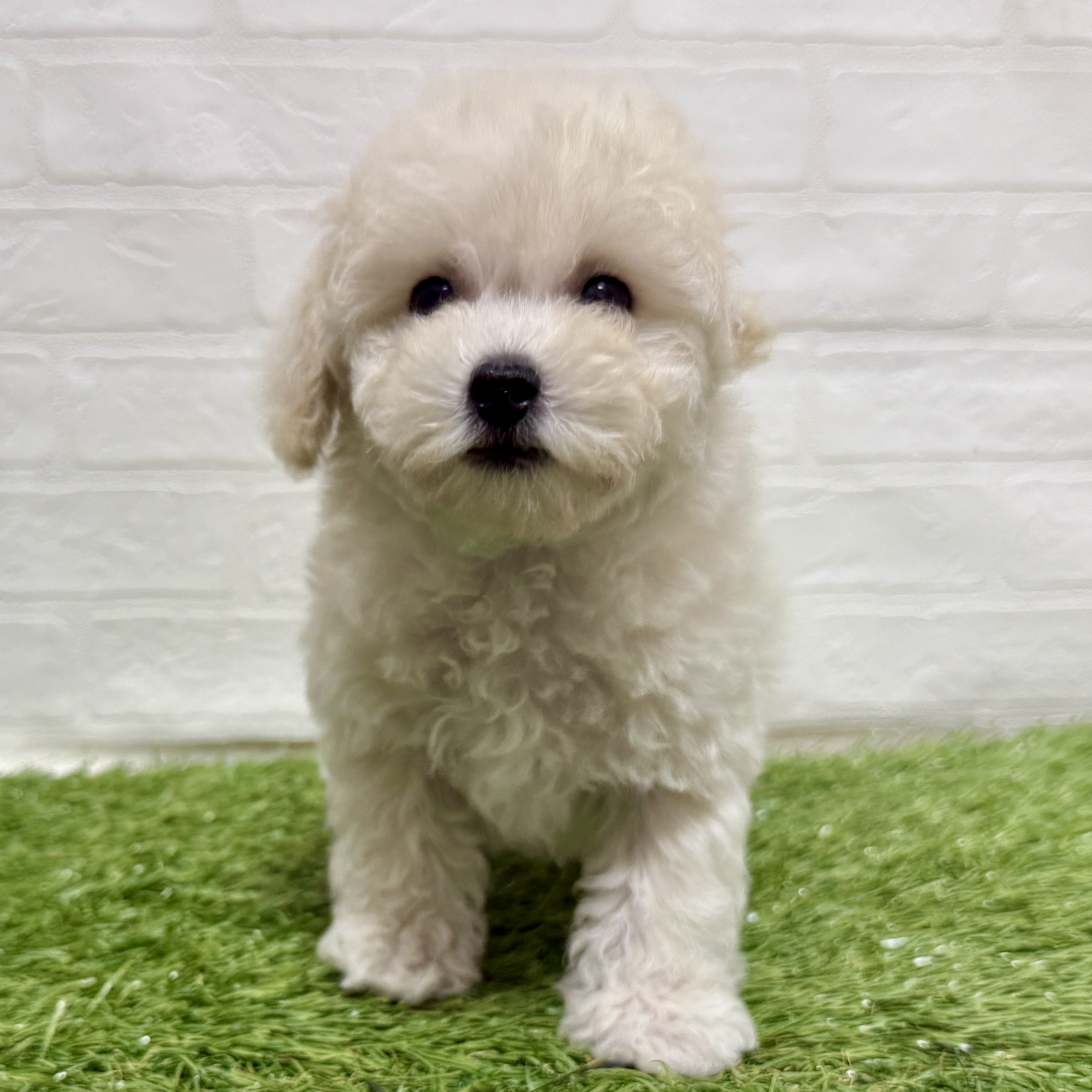 兵庫県のビションプー(ビションフリーゼ×プードル) (ワンニャンハウス神戸北町店/2025年11月8日生まれ/男の子/クリーム)の子犬の4枚目の画像