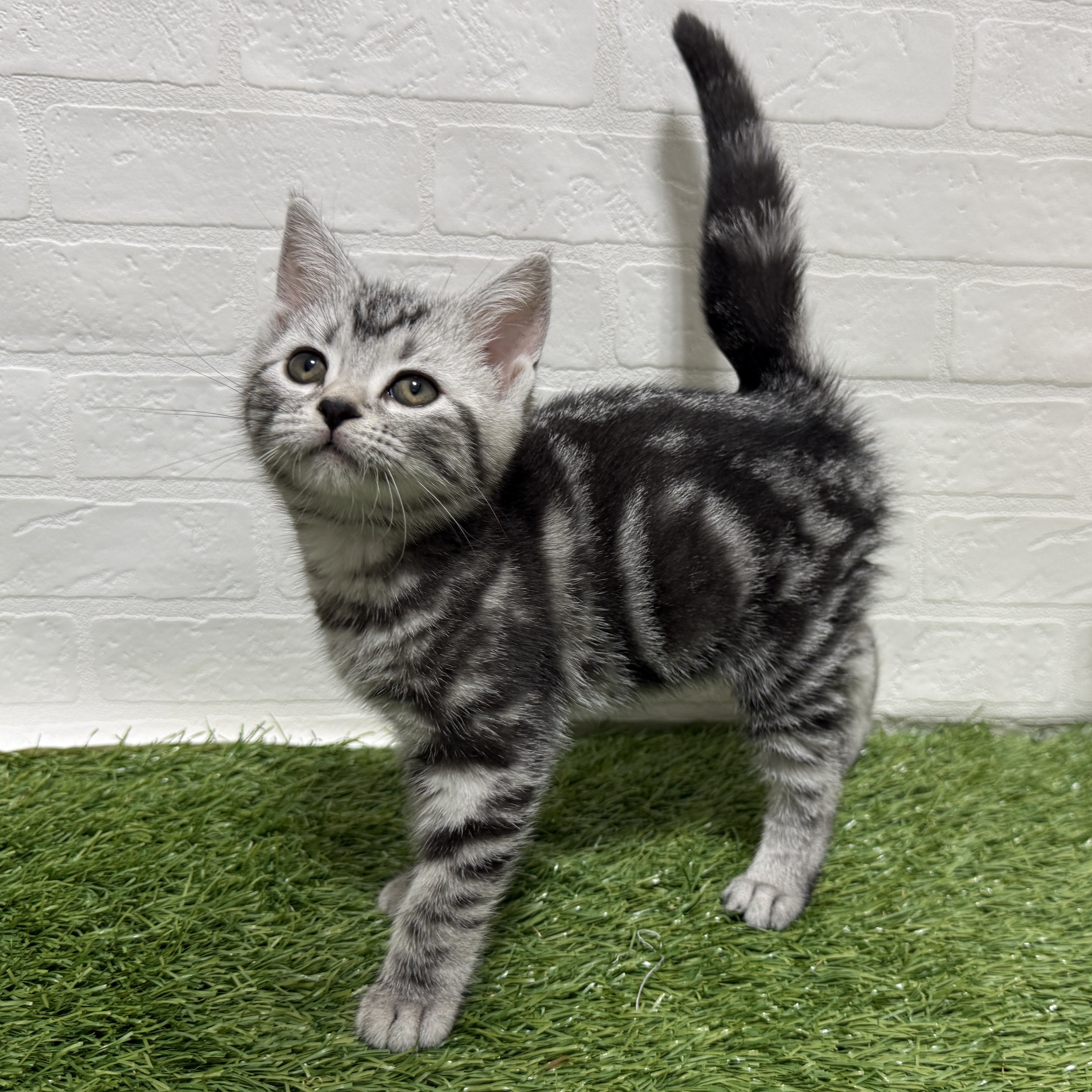 兵庫県のアメリカンショートヘアー (ワンニャンハウス神戸北町店/2026年2月3日生まれ/女の子/シルバータビー)の子猫の2枚目の画像