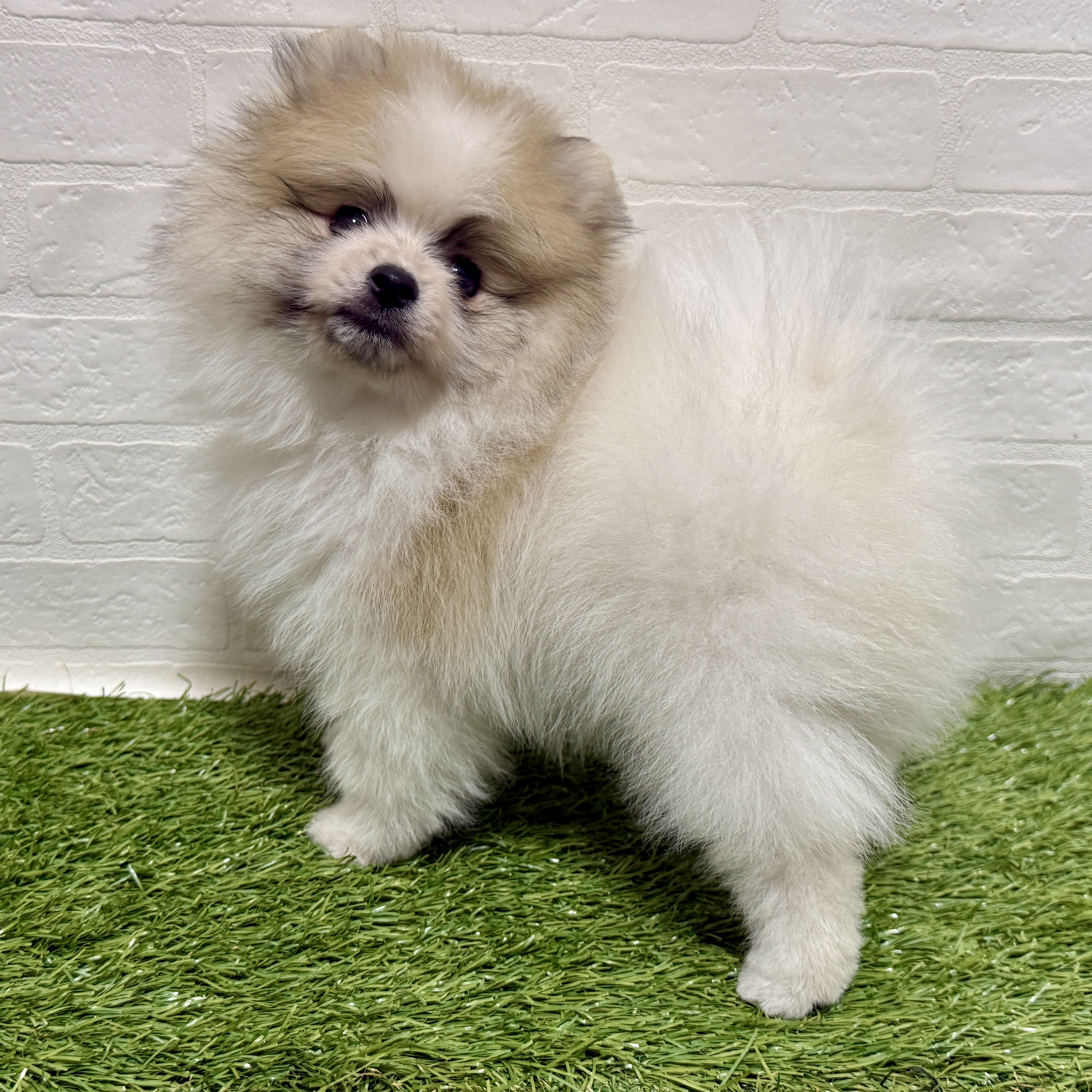 兵庫県のポメラニアン (ワンニャンハウス神戸北町店/2026年1月5日生まれ/男の子/パーティーカラー)の子犬の3枚目の画像