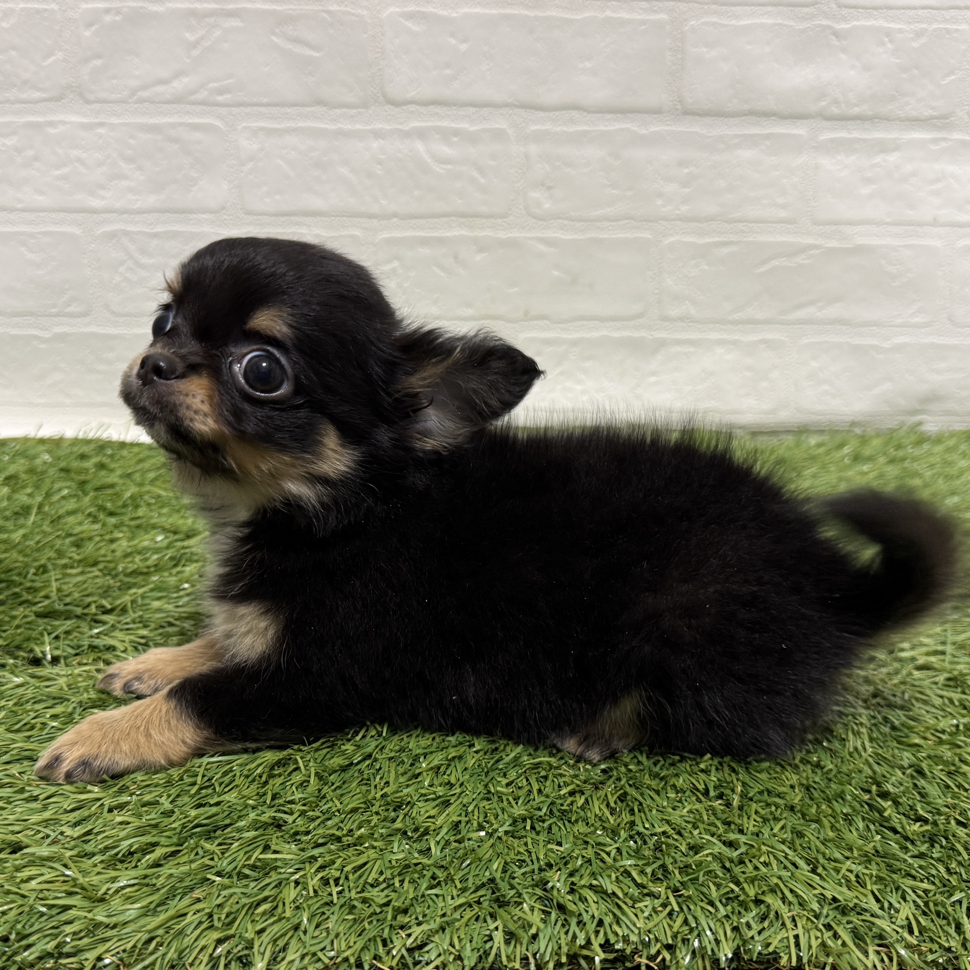 兵庫県のチワワ(ロング) (ワンニャンハウス神戸北町店/2026年2月14日生まれ/男の子/ブラッククリーム)の子犬の4枚目の画像