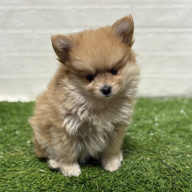 兵庫県のポメヨン/パピポメ/ポメパピ(ポメラニアン×パピヨン) (ワンニャンハウス神戸北町店/2025年10月13日生まれ/女の子/オレンジ)の子犬の4枚目の画像