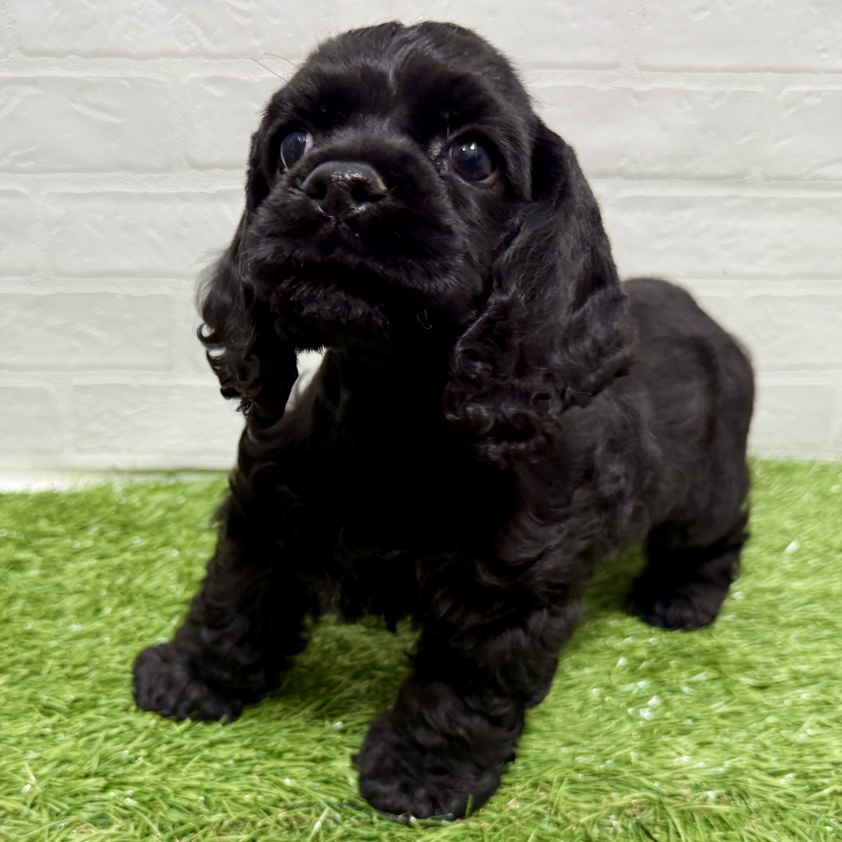 兵庫県のアメリカンコッカースパニエル (ワンニャンハウス神戸北町店/2025年10月8日生まれ/女の子/ブラック)の子犬の2枚目の画像