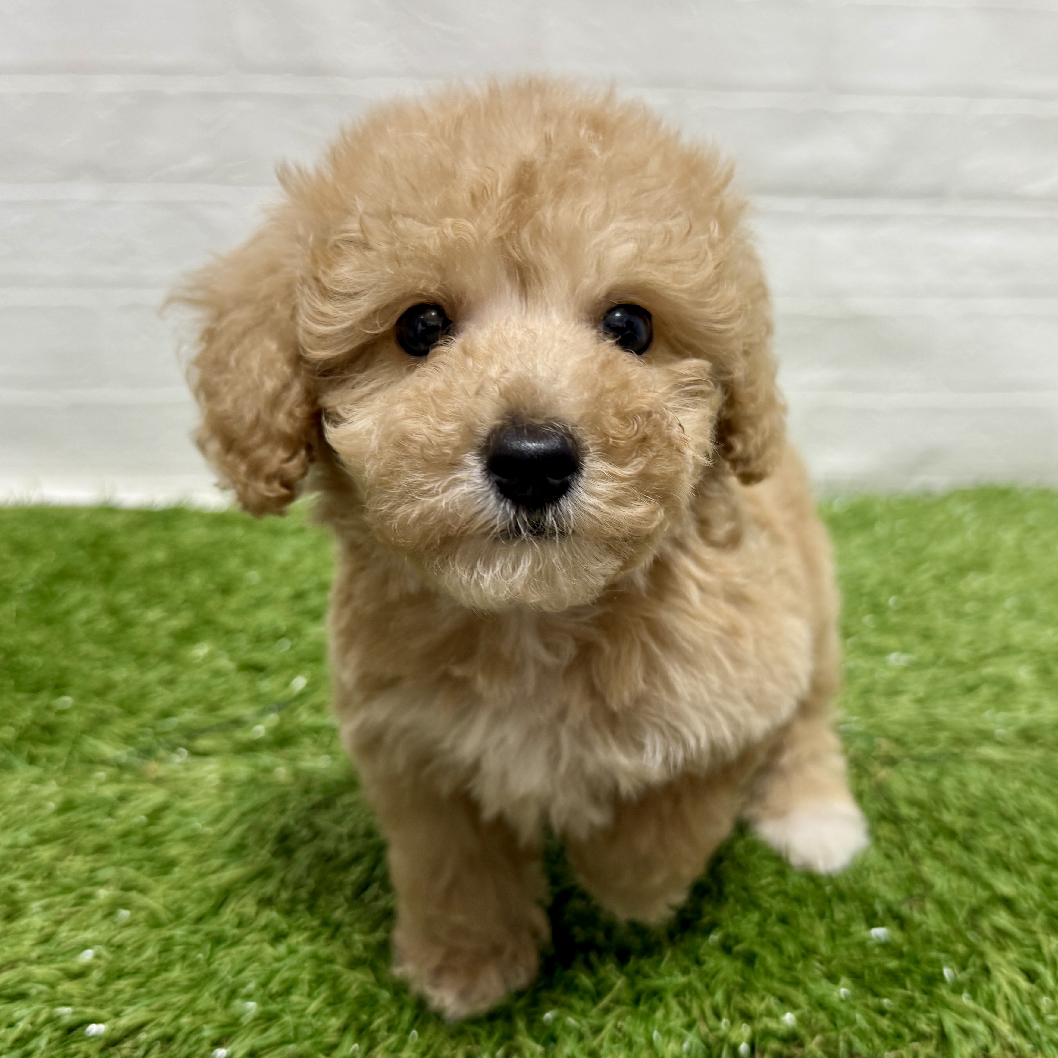 兵庫県のビションプー(ビションフリーゼ×プードル) (ワンニャンハウス神戸北町店/2025年9月14日生まれ/男の子/アプリコット)の子犬の3枚目の画像