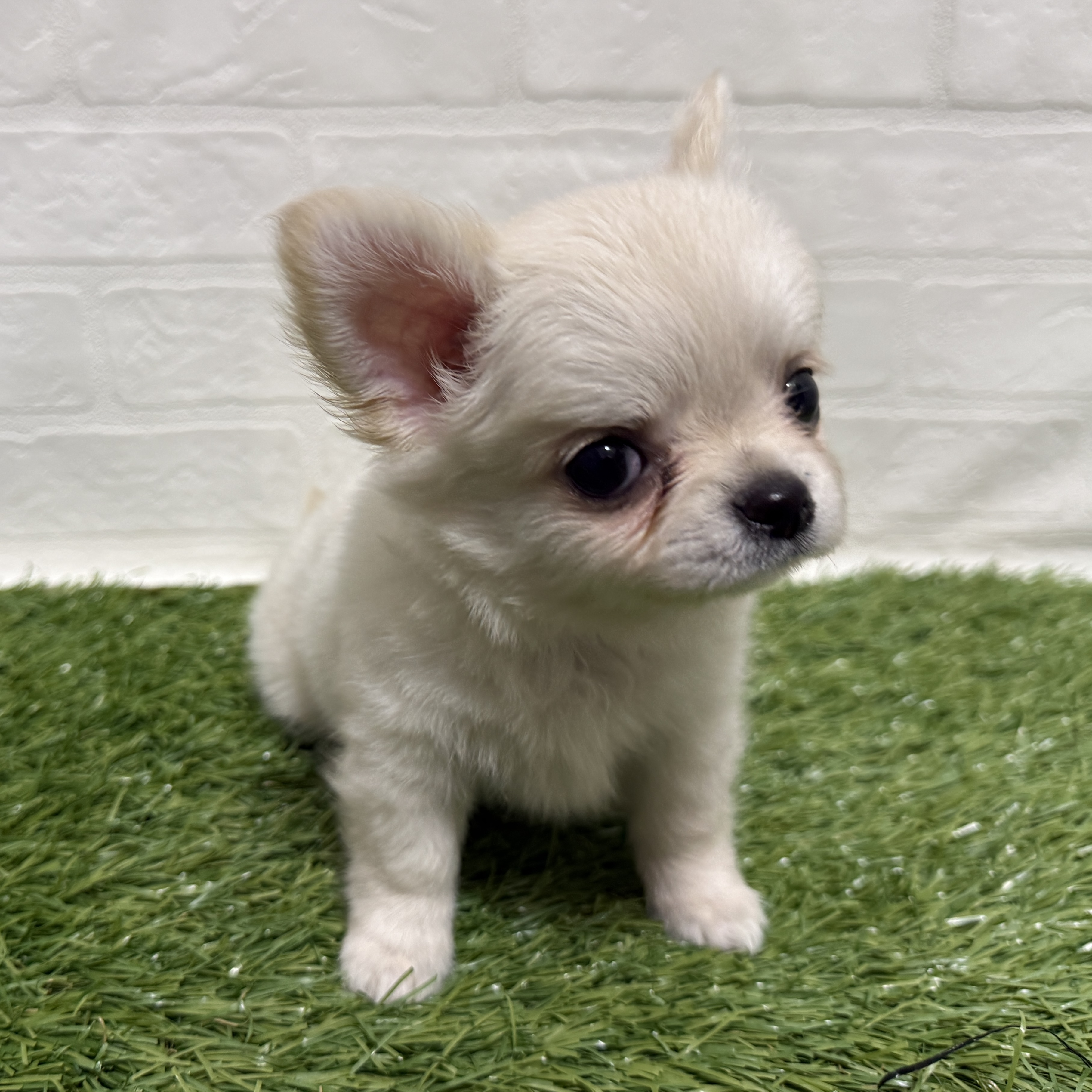 兵庫県のチワワ(ロング) (ワンニャンハウス神戸北町店/2026年5月23日生まれ/男の子/クリームホワイト)の子犬の2枚目の画像