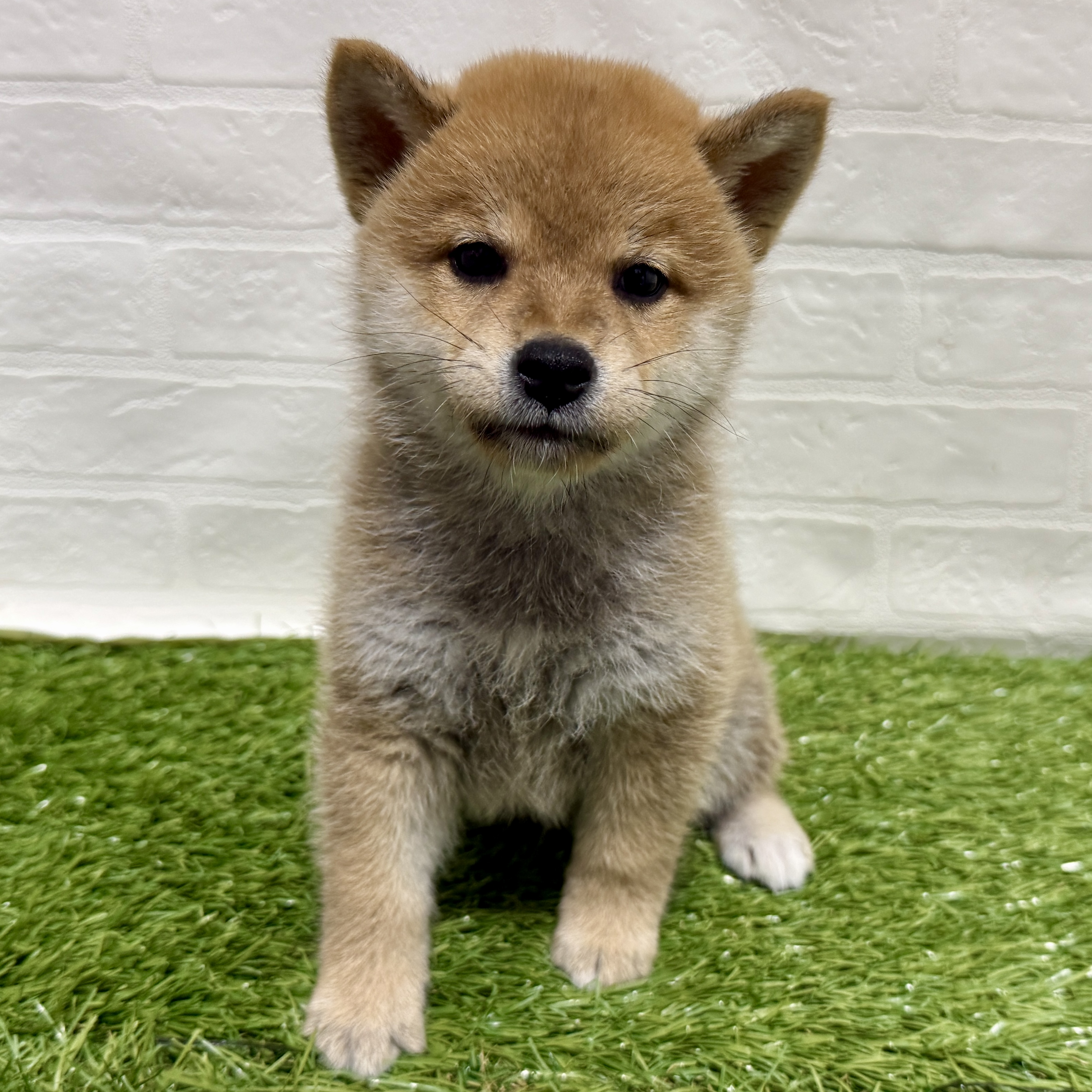 兵庫県の柴犬(標準サイズ) (ワンニャンハウス神戸北町店/2025年8月3日生まれ/男の子/赤)の子犬の1枚目の画像
