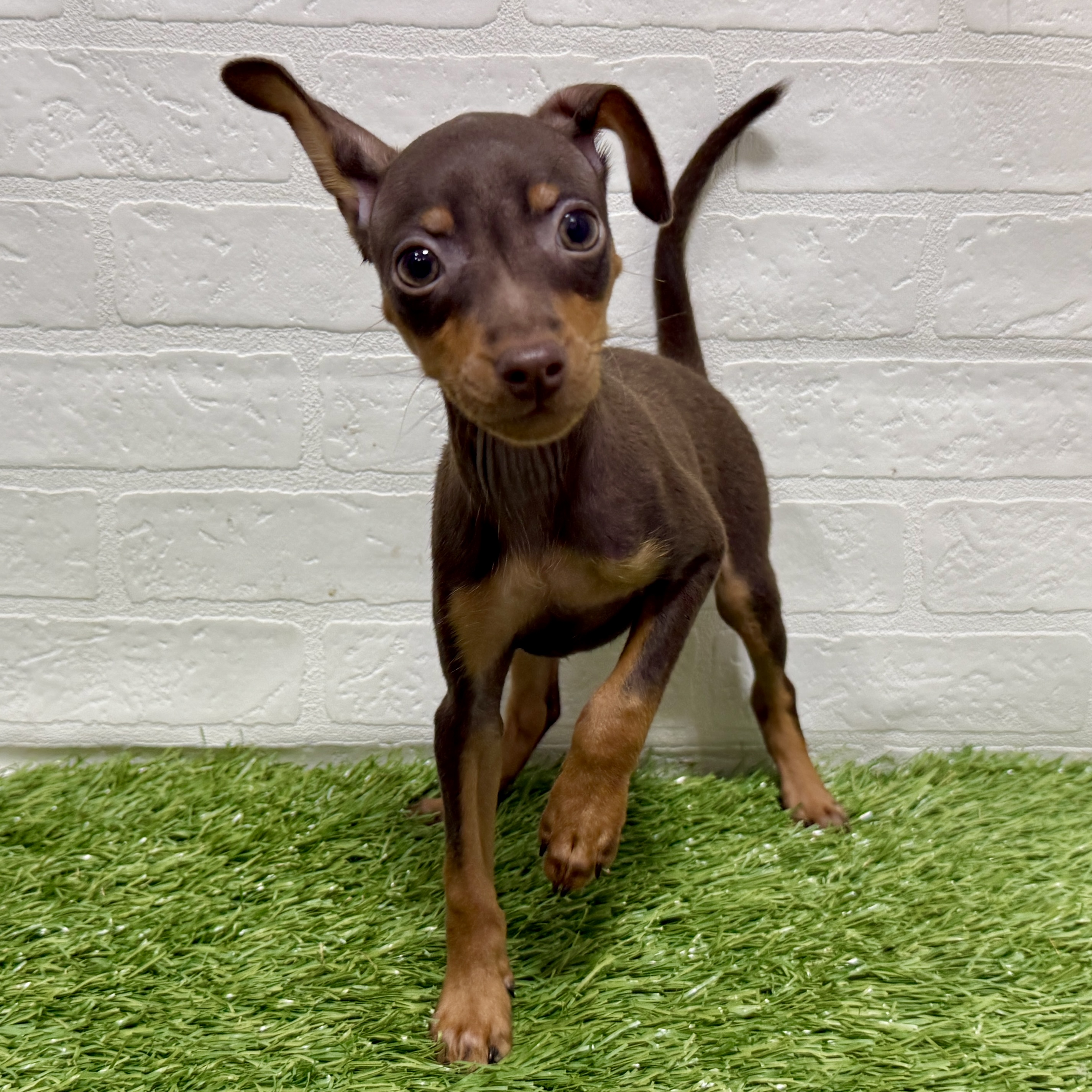 兵庫県のミニチュアピンシャー (ワンニャンハウス神戸北町店/2025年9月6日生まれ/女の子/チョコレートタン)の子犬の3枚目の画像