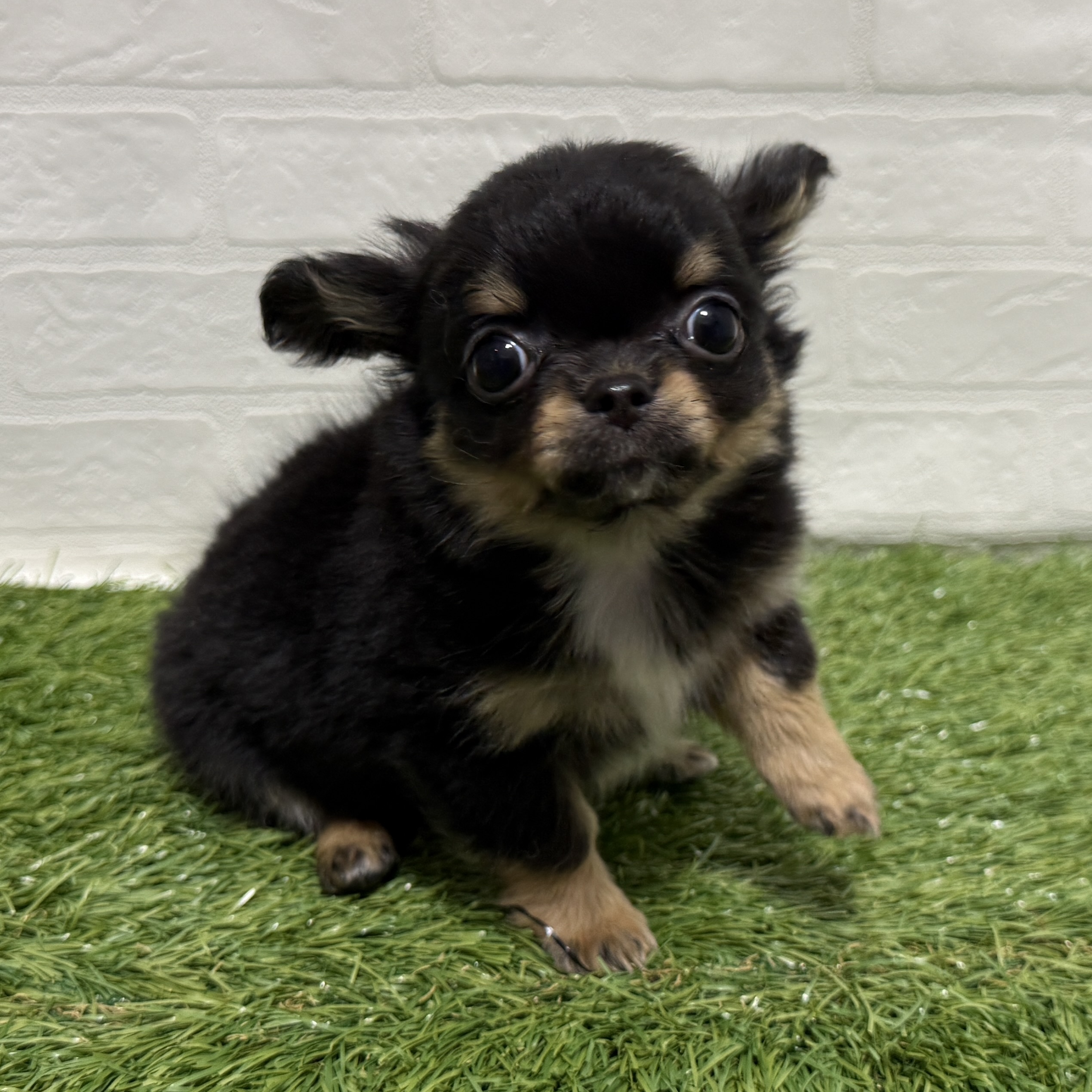 兵庫県のチワワ(ロング) (ワンニャンハウス神戸北町店/2026年2月14日生まれ/男の子/ブラッククリーム)の子犬の2枚目の画像
