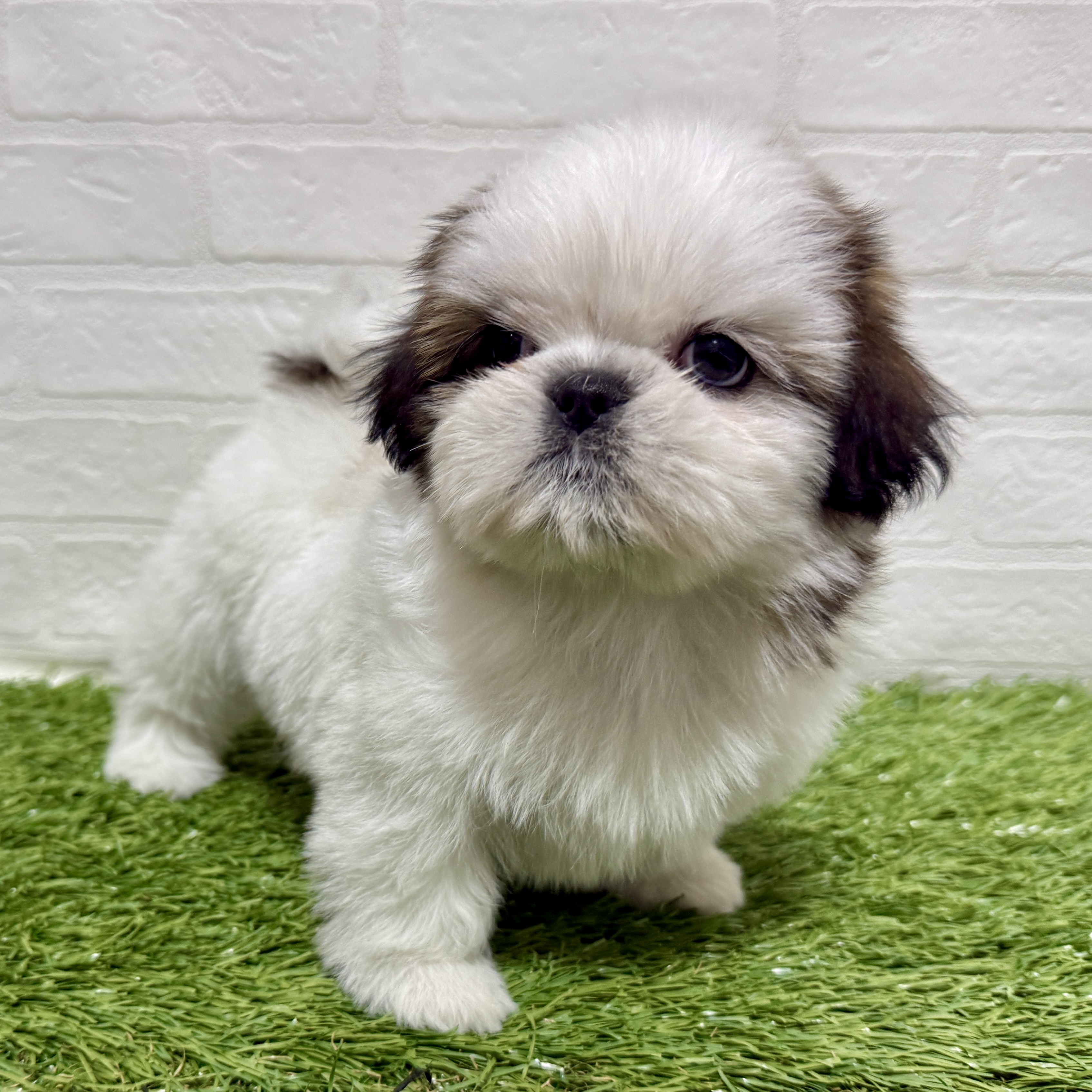 兵庫県のシーズー (ワンニャンハウス神戸北町店/2025年11月10日生まれ/女の子/ホワイトゴールド)の子犬の4枚目の画像