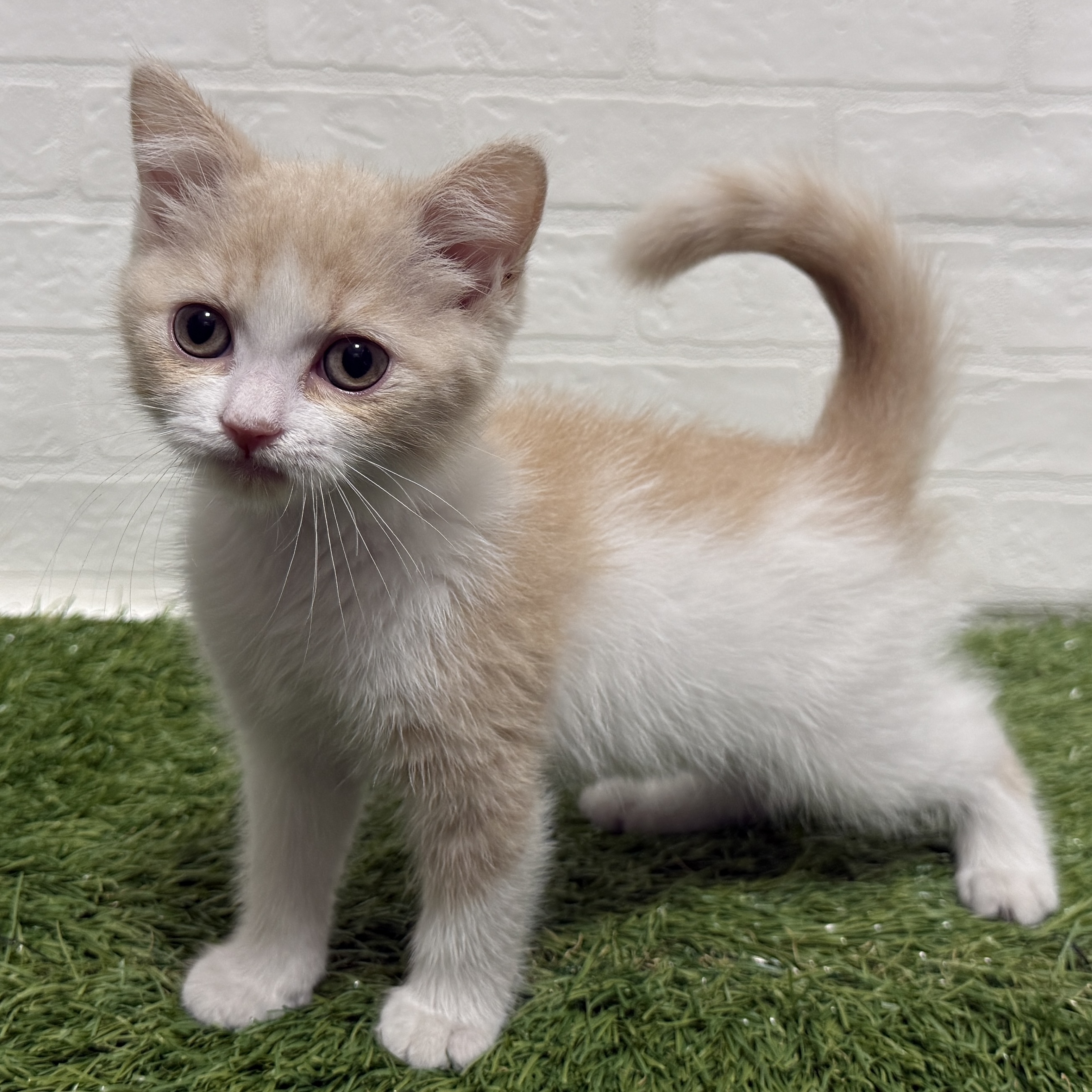 兵庫県のスコティッシュフォールド (ワンニャンハウス神戸北町店/2026年1月12日生まれ/女の子/クリームタビーホワイト)の子猫の4枚目の画像