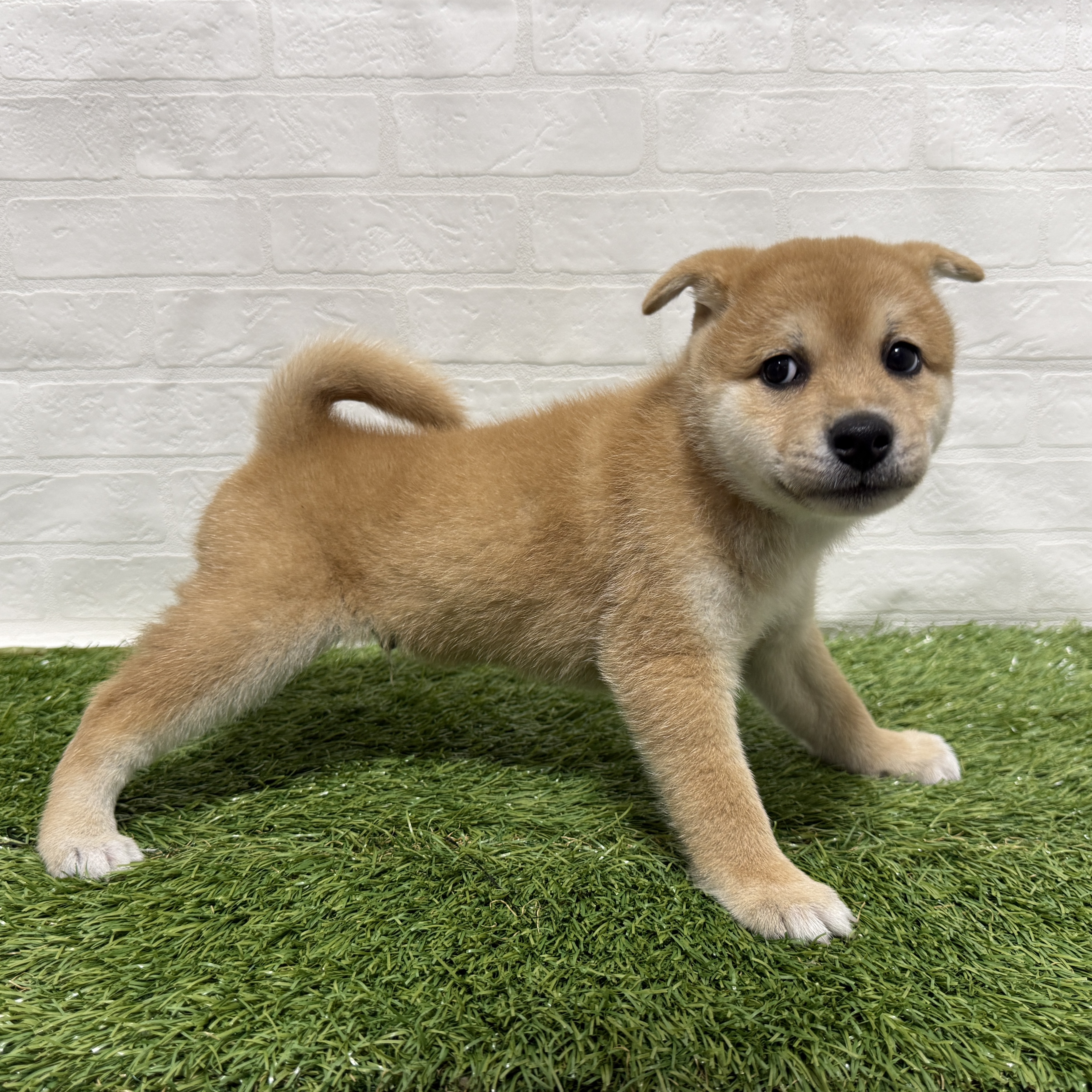 兵庫県の柴犬(標準サイズ) (ワンニャンハウス神戸北町店/2026年4月25日生まれ/男の子/赤)の子犬の3枚目の画像