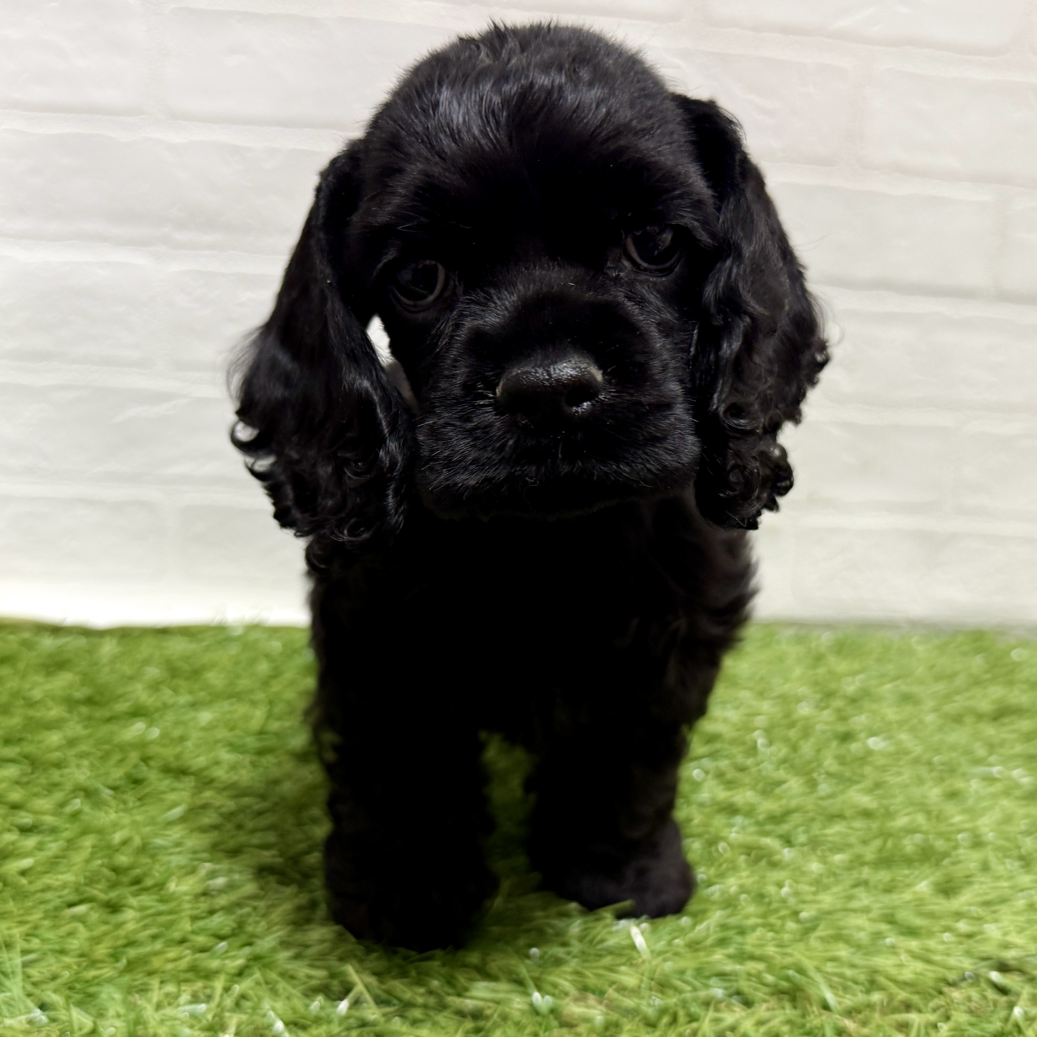 兵庫県のアメリカンコッカースパニエル (ワンニャンハウス神戸北町店/2025年10月8日生まれ/女の子/ブラック)の子犬の3枚目の画像