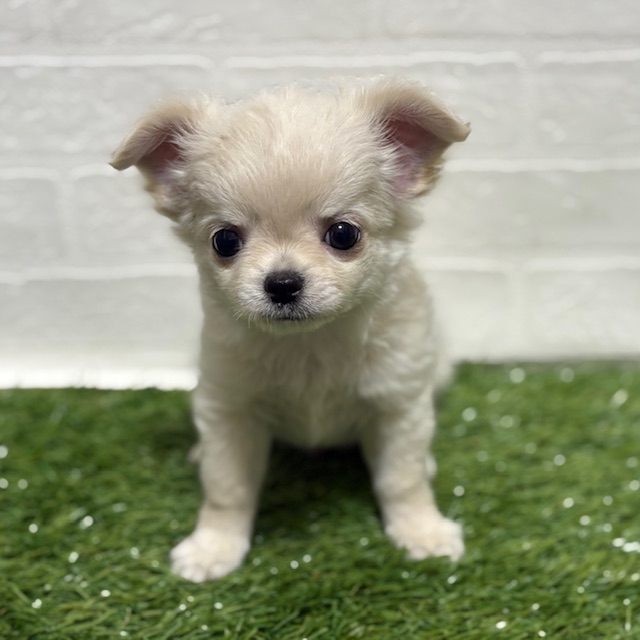 兵庫県のチワワ(ロング) (ワンニャンハウス神戸北町店/2025年10月12日生まれ/男の子/クリーム)の子犬の4枚目の画像