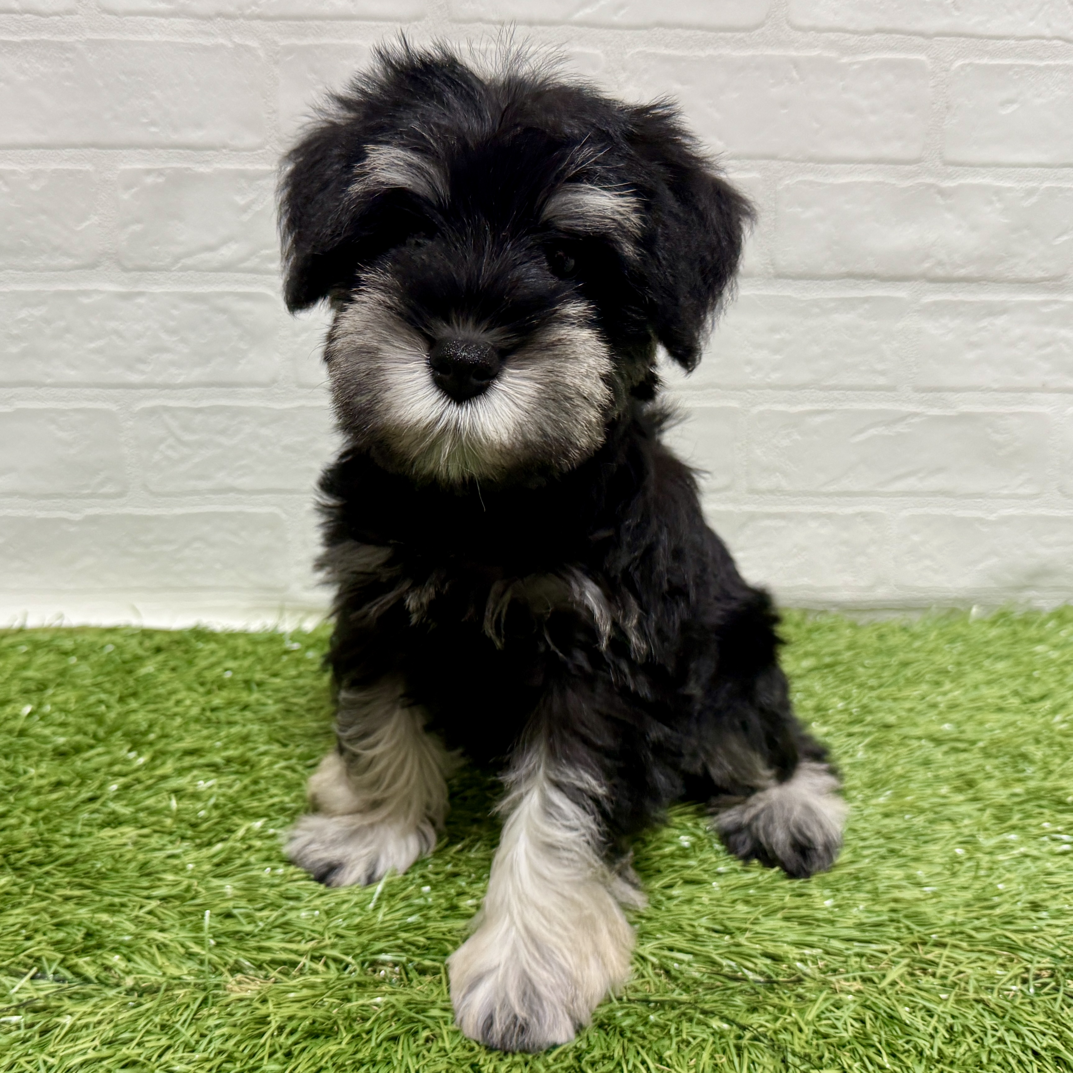 兵庫県のミニチュアシュナウザー (ワンニャンハウス神戸北町店/2025年10月25日生まれ/女の子/ブラックシルバー)の子犬の1枚目の画像