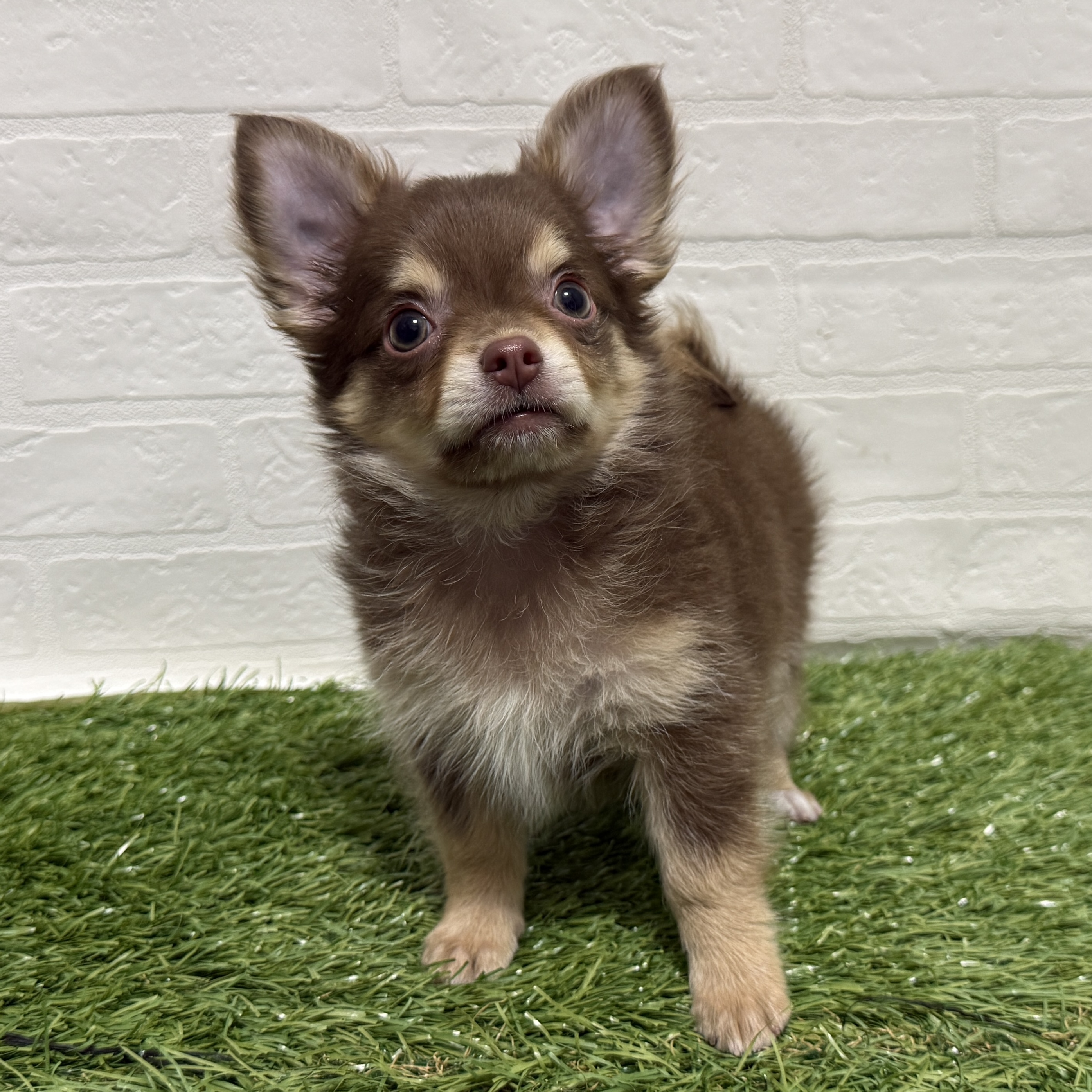 兵庫県のチワワ(ロング) (ワンニャンハウス神戸北町店/2026年1月31日生まれ/男の子/チョコレートクリーム)の子犬の3枚目の画像