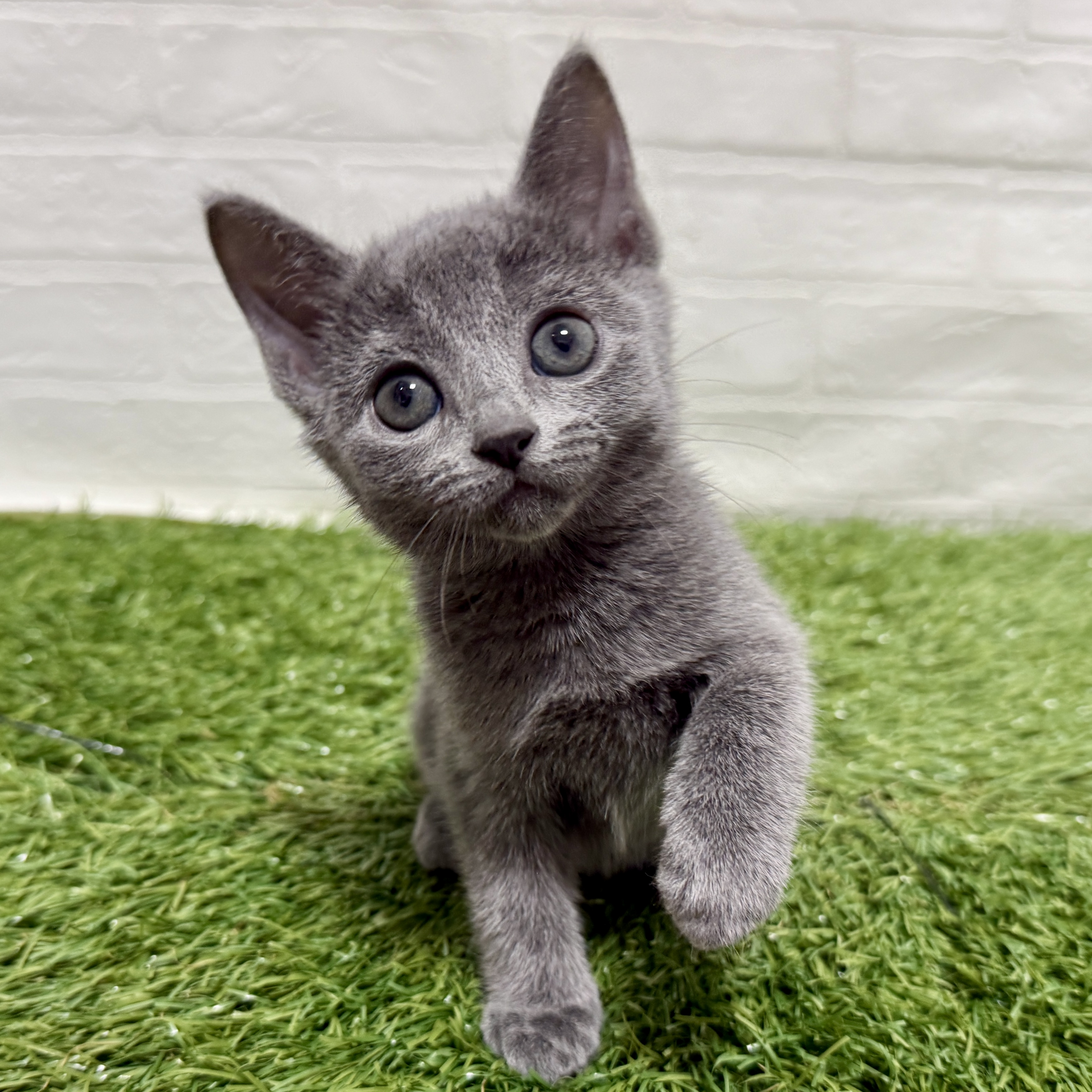 兵庫県のロシアンブルー (ワンニャンハウス神戸北町店/2025年9月12日生まれ/女の子/ブルー)の子猫の4枚目の画像