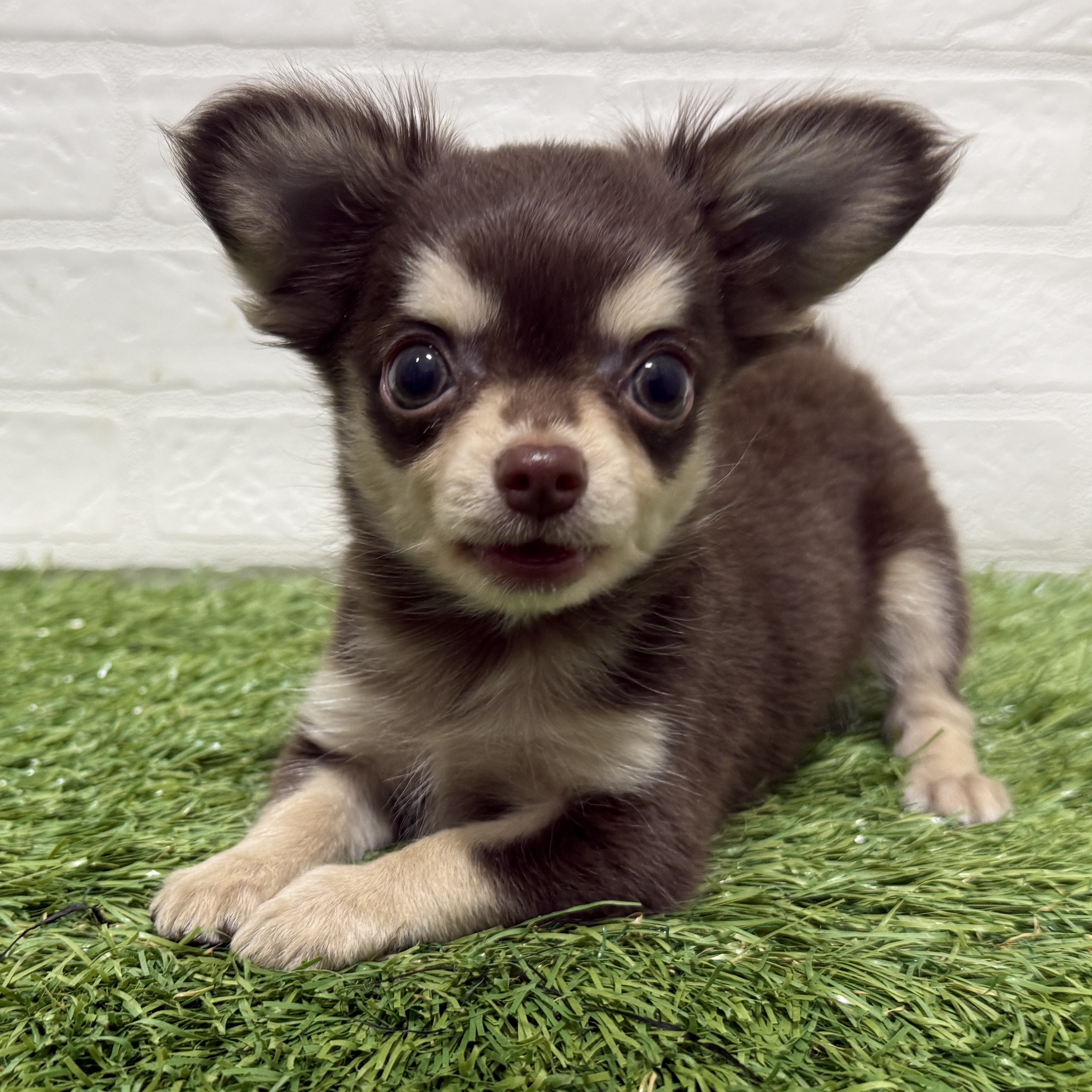 兵庫県のチワワ(ロング) (ワンニャンハウス神戸北町店/2025年11月3日生まれ/男の子/チョコレートクリーム)の子犬の4枚目の画像