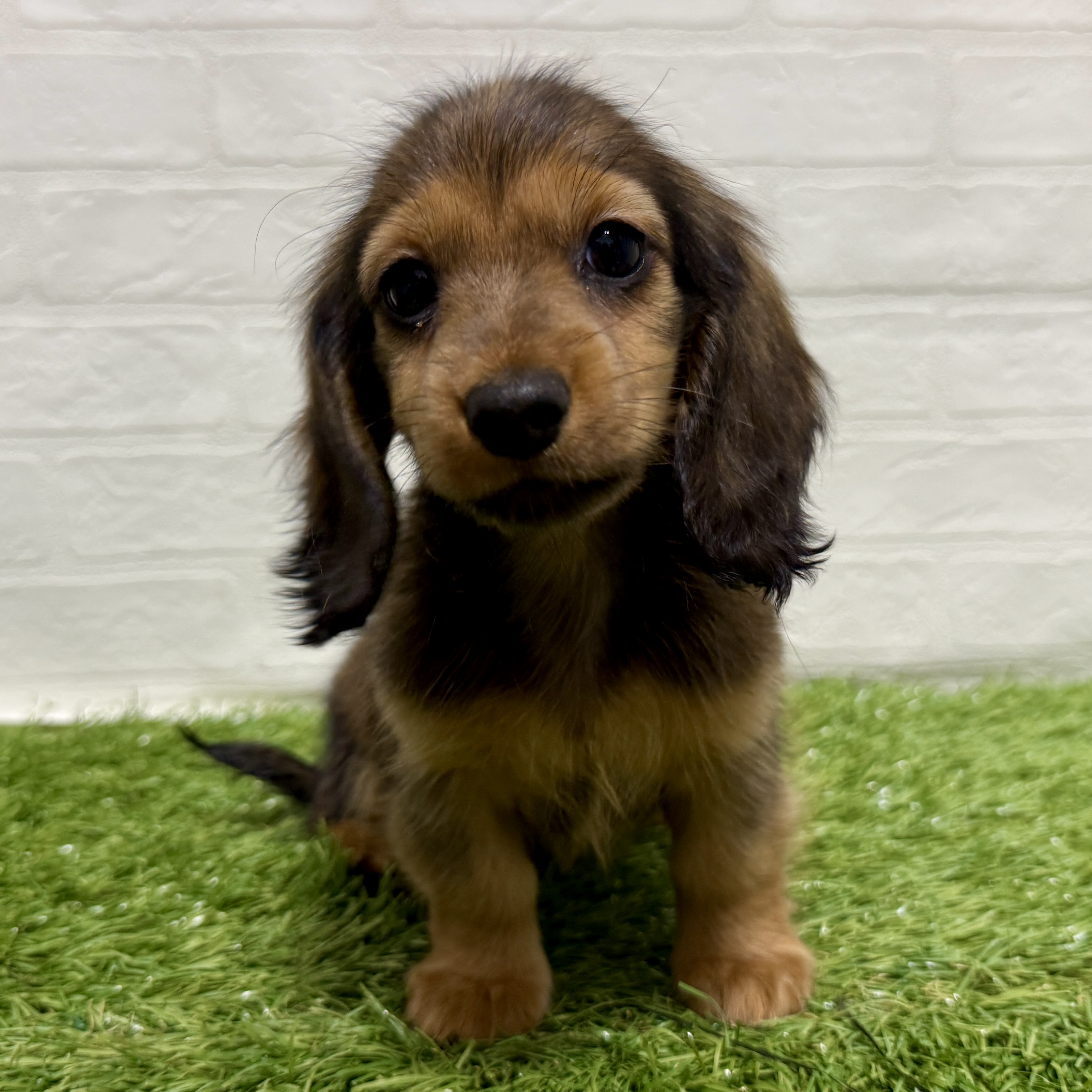 兵庫県のミニチュアダックスフンド(ロング) (ワンニャンハウス神戸北町店/2025年9月4日生まれ/女の子/レッド)の子犬の3枚目の画像