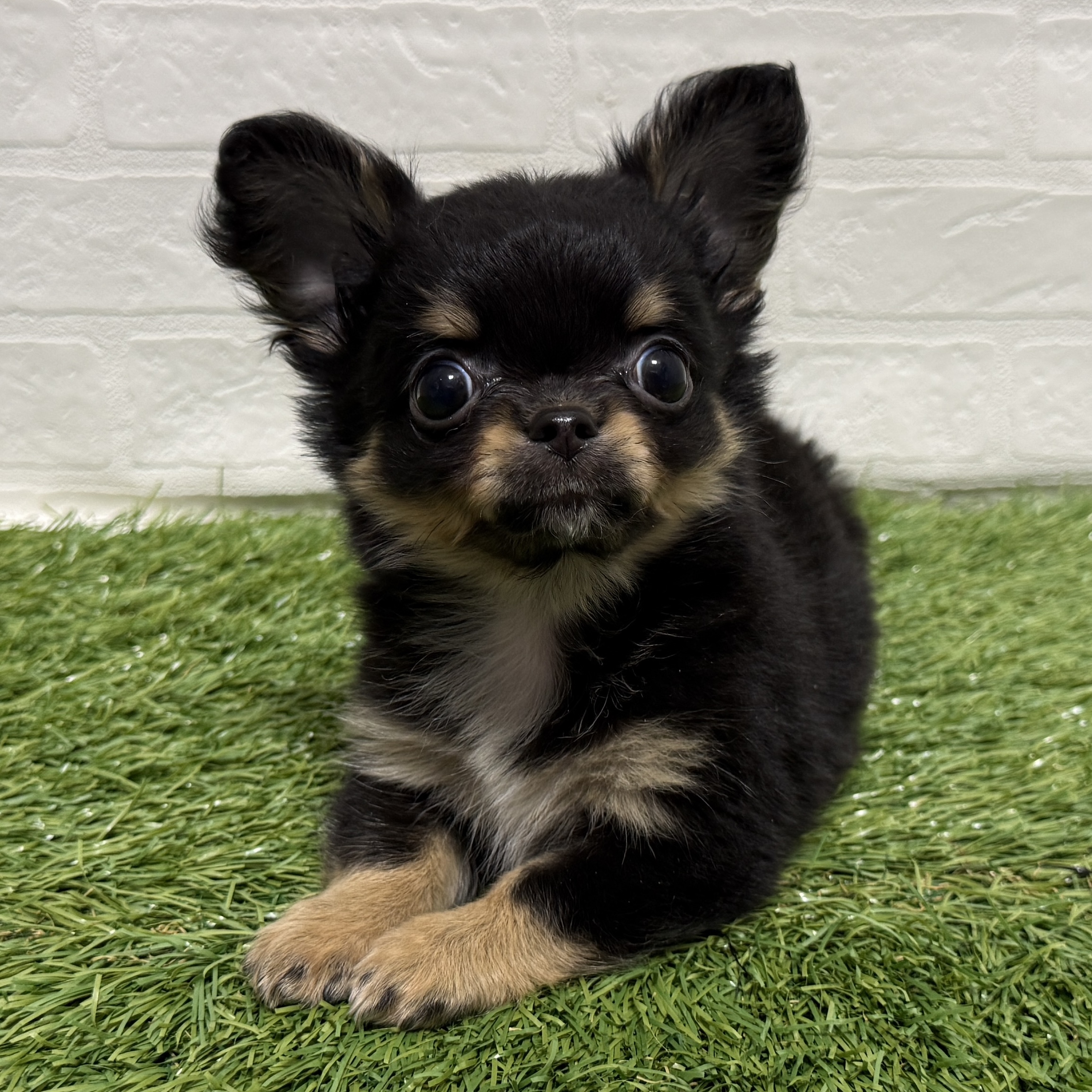 兵庫県のチワワ(ロング) (ワンニャンハウス神戸北町店/2026年2月14日生まれ/男の子/ブラッククリーム)の子犬の3枚目の画像