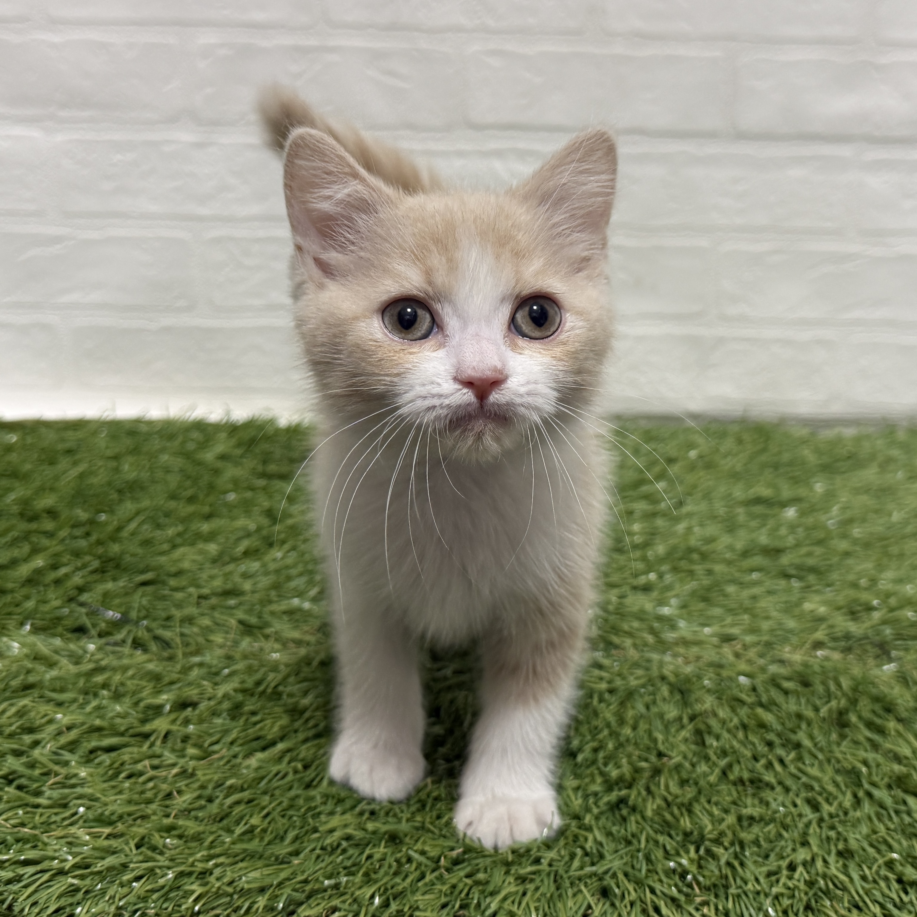 兵庫県のスコティッシュフォールド (ワンニャンハウス神戸北町店/2026年1月12日生まれ/女の子/クリームタビーホワイト)の子猫の2枚目の画像