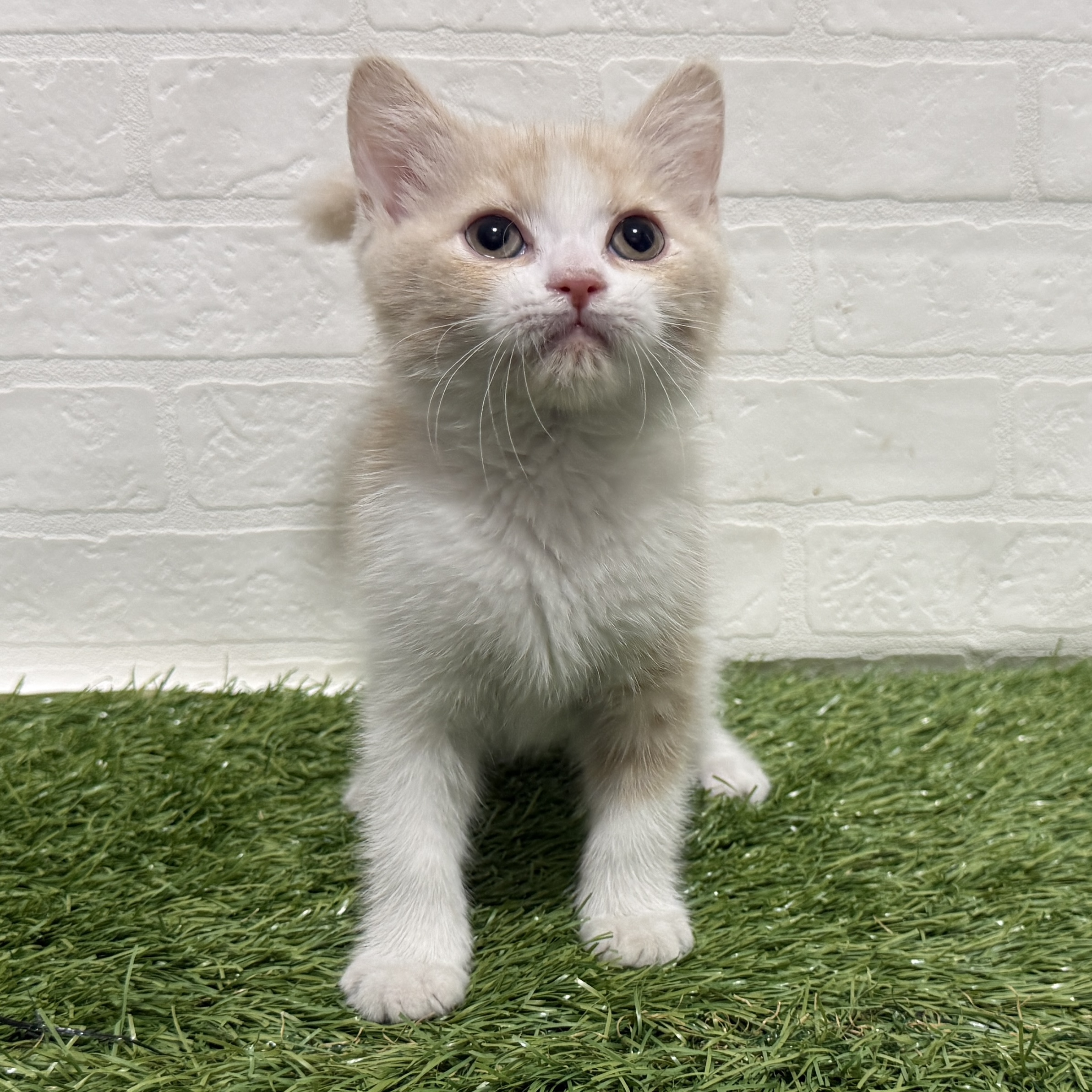 兵庫県のスコティッシュフォールド (ワンニャンハウス神戸北町店/2026年1月12日生まれ/女の子/クリームタビーホワイト)の子猫の3枚目の画像