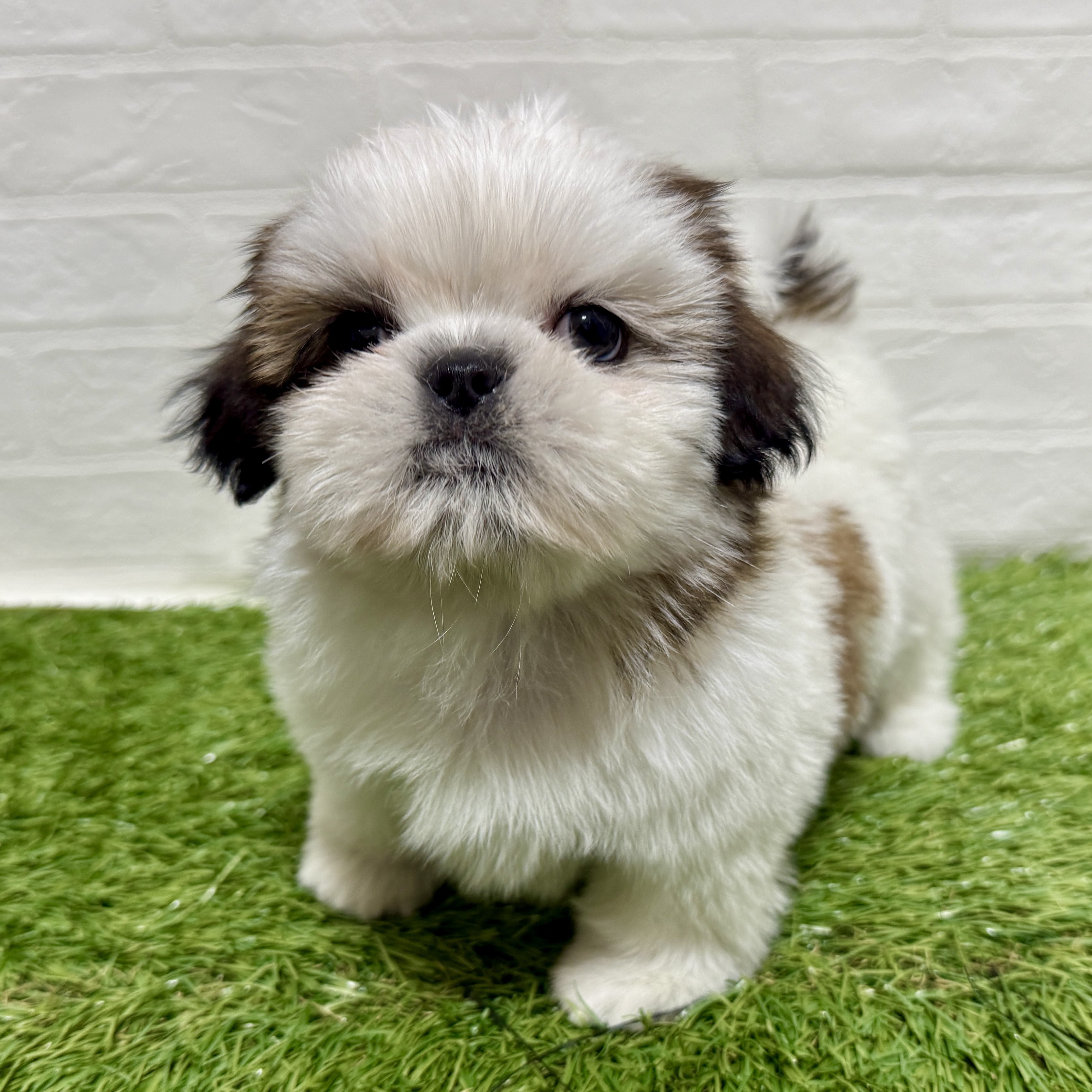 兵庫県のシーズー (ワンニャンハウス神戸北町店/2025年11月10日生まれ/女の子/ホワイトゴールド)の子犬の2枚目の画像