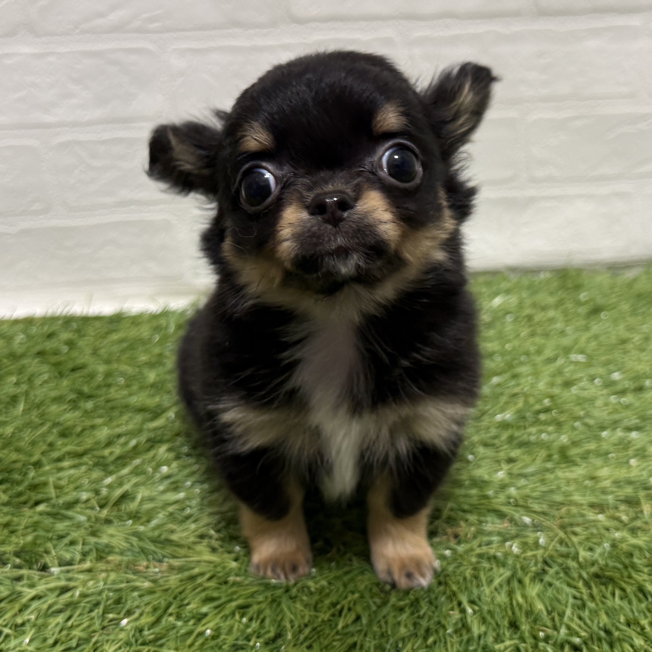 兵庫県のチワワ(ロング) (ワンニャンハウス神戸北町店/2026年2月14日生まれ/男の子/ブラッククリーム)の子犬の1枚目の画像