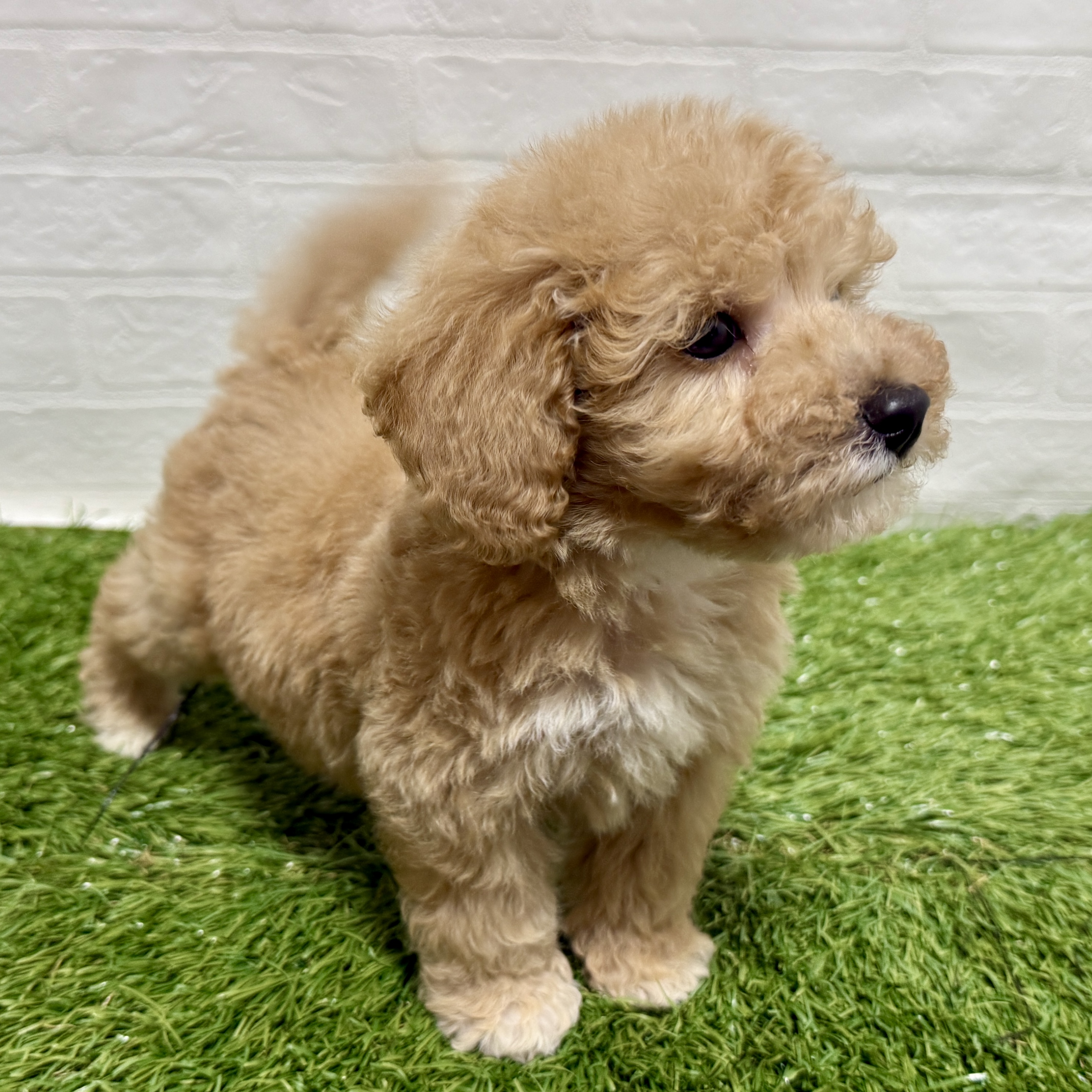 兵庫県のビションプー(ビションフリーゼ×プードル) (ワンニャンハウス神戸北町店/2025年9月14日生まれ/男の子/アプリコット)の子犬の4枚目の画像