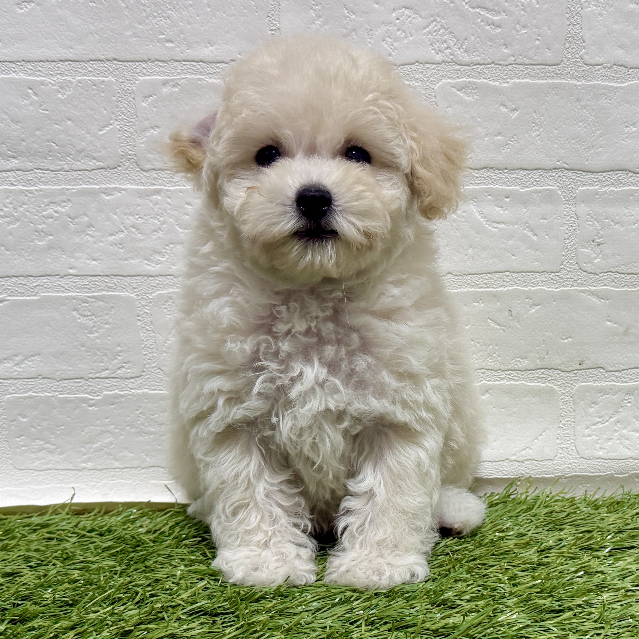 兵庫県のビションプー(ビションフリーゼ×プードル) (ワンニャンハウス神戸北町店/2025年11月8日生まれ/男の子/クリーム)の子犬の3枚目の画像