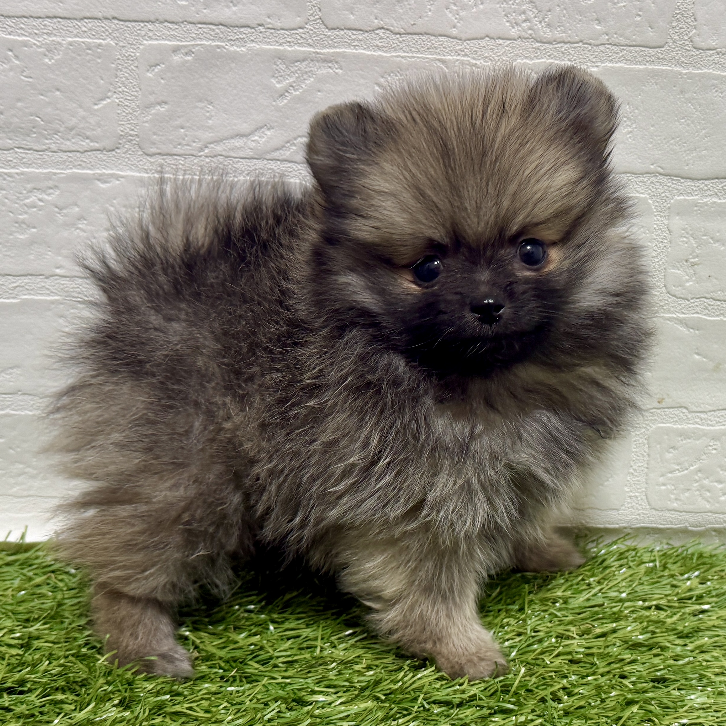 兵庫県のポメラニアン (ワンニャンハウス神戸北町店/2025年10月18日生まれ/男の子/ウルフセーブル)の子犬の3枚目の画像