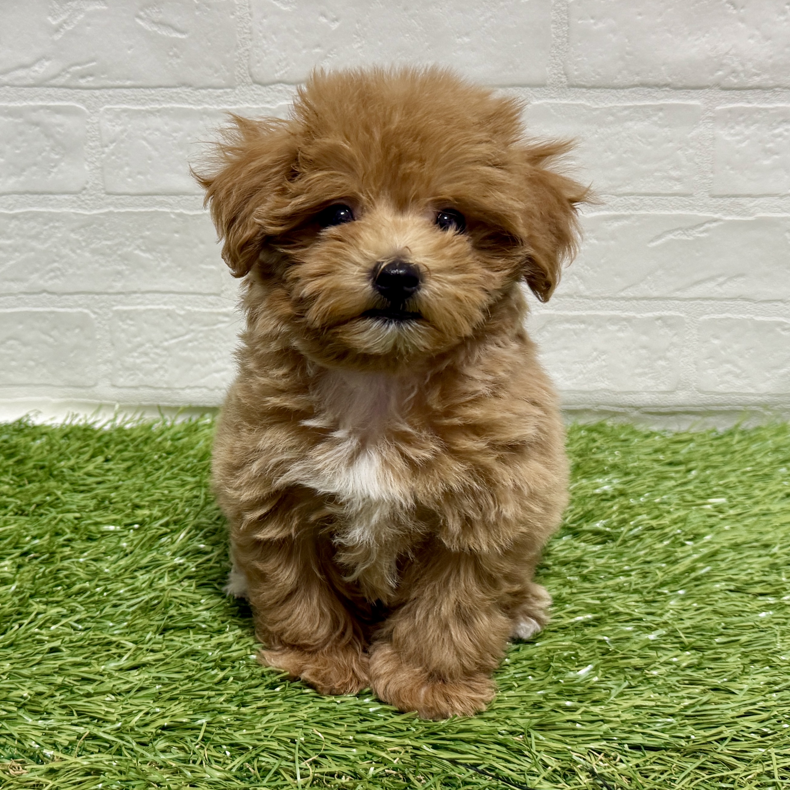 兵庫県のマルプー(マルチーズ×プードル) (ワンニャンハウス神戸北町店/2025年10月5日生まれ/女の子/アプリコット)の子犬の3枚目の画像